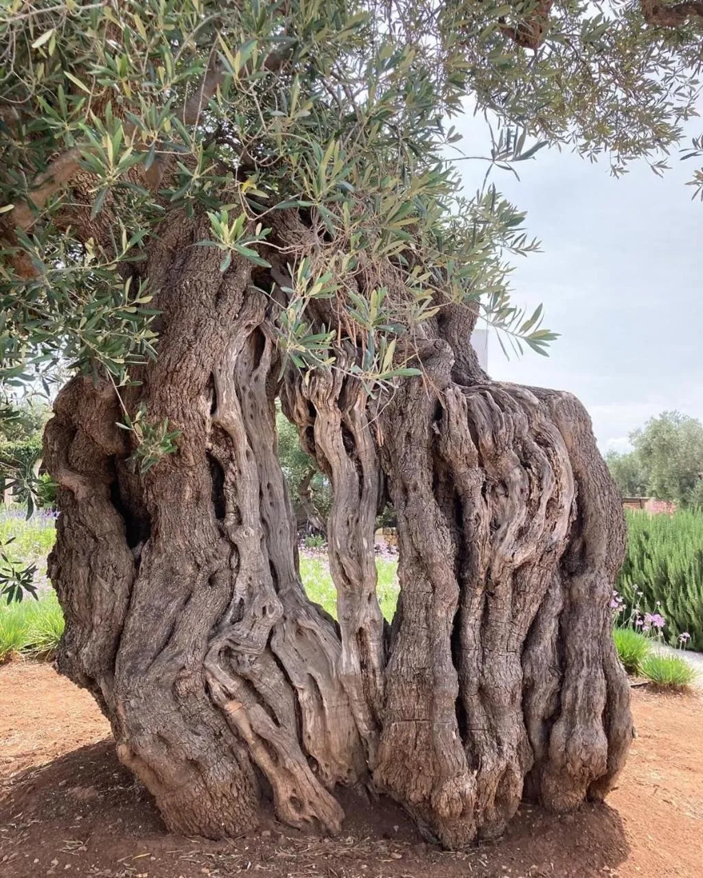 Garden in Boutique Hotel Masseria Sottomasi