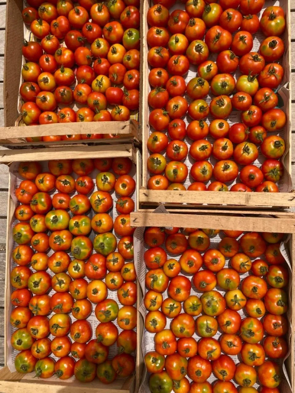 Garden in Boutique Hotel Masseria Sottomasi