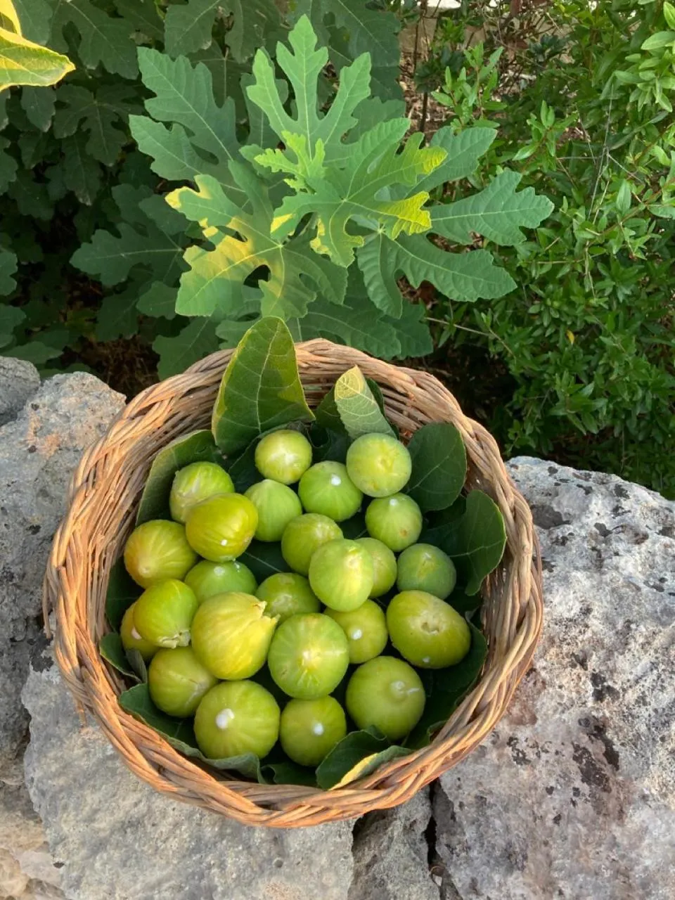 Garden in Boutique Hotel Masseria Sottomasi