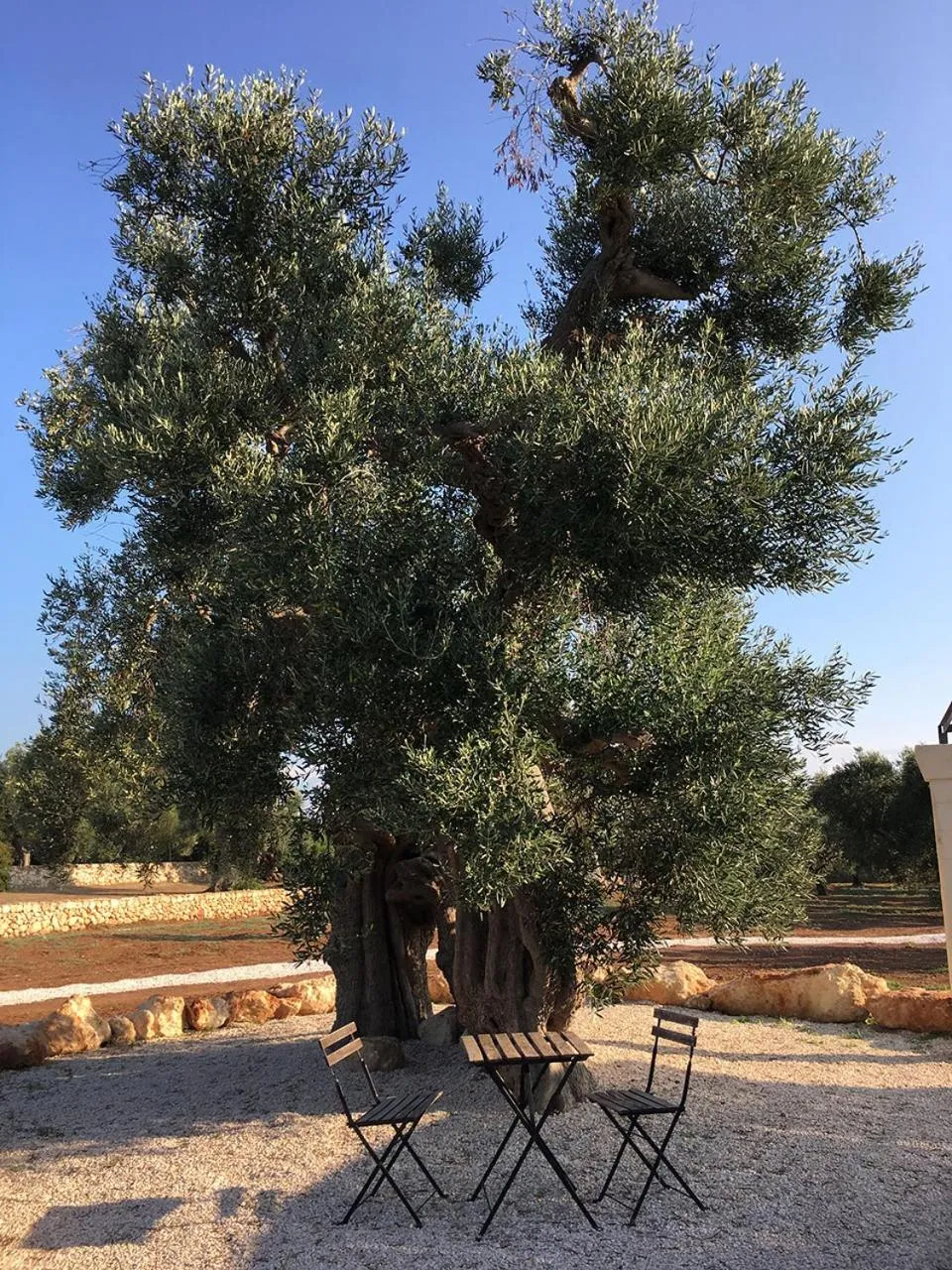 Garden in Boutique Hotel Masseria Sottomasi