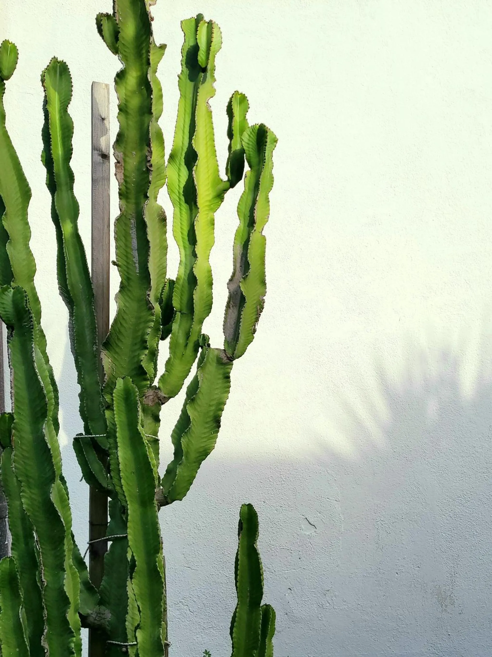 Garden in Domus Olea