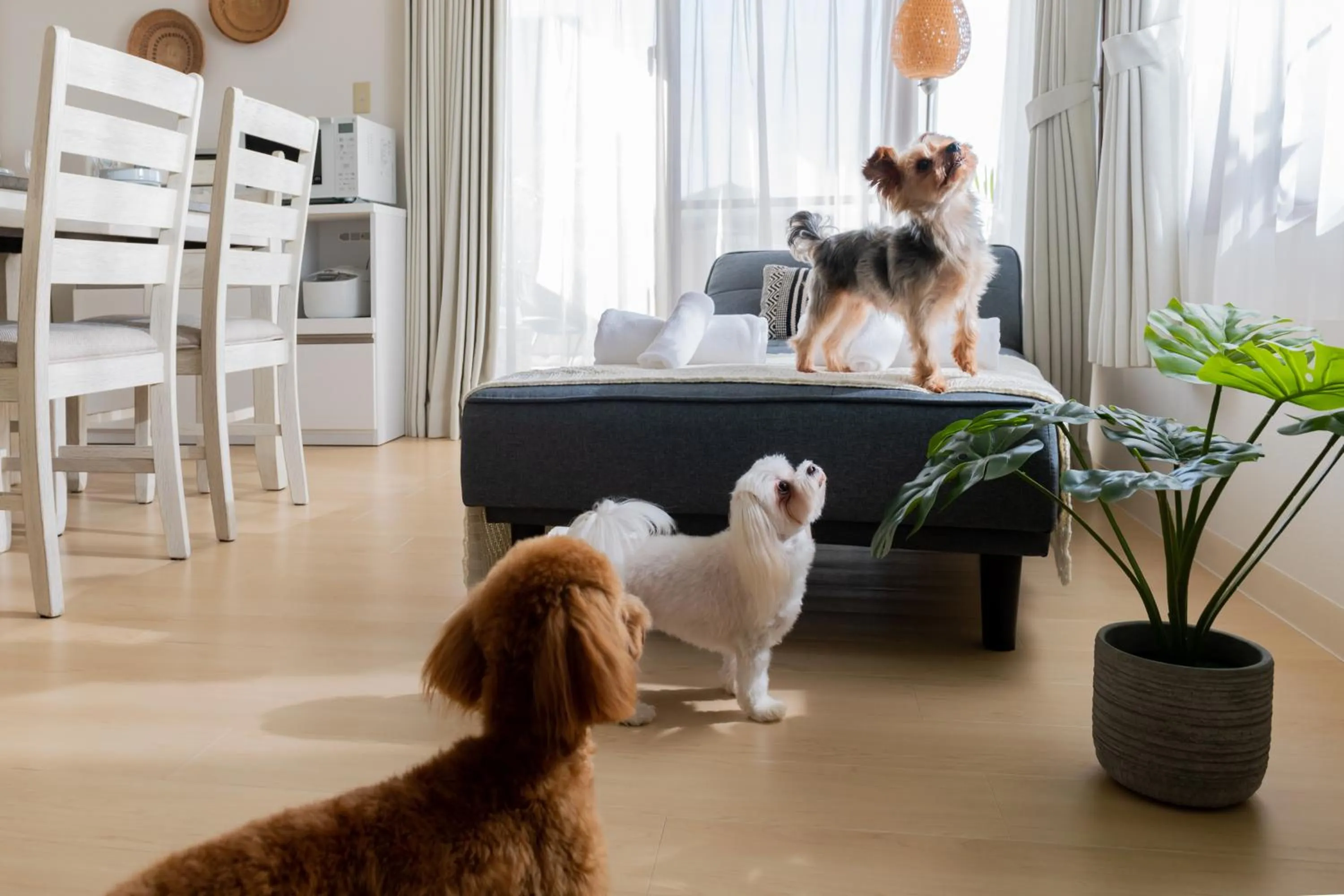 Pets in Little Santa