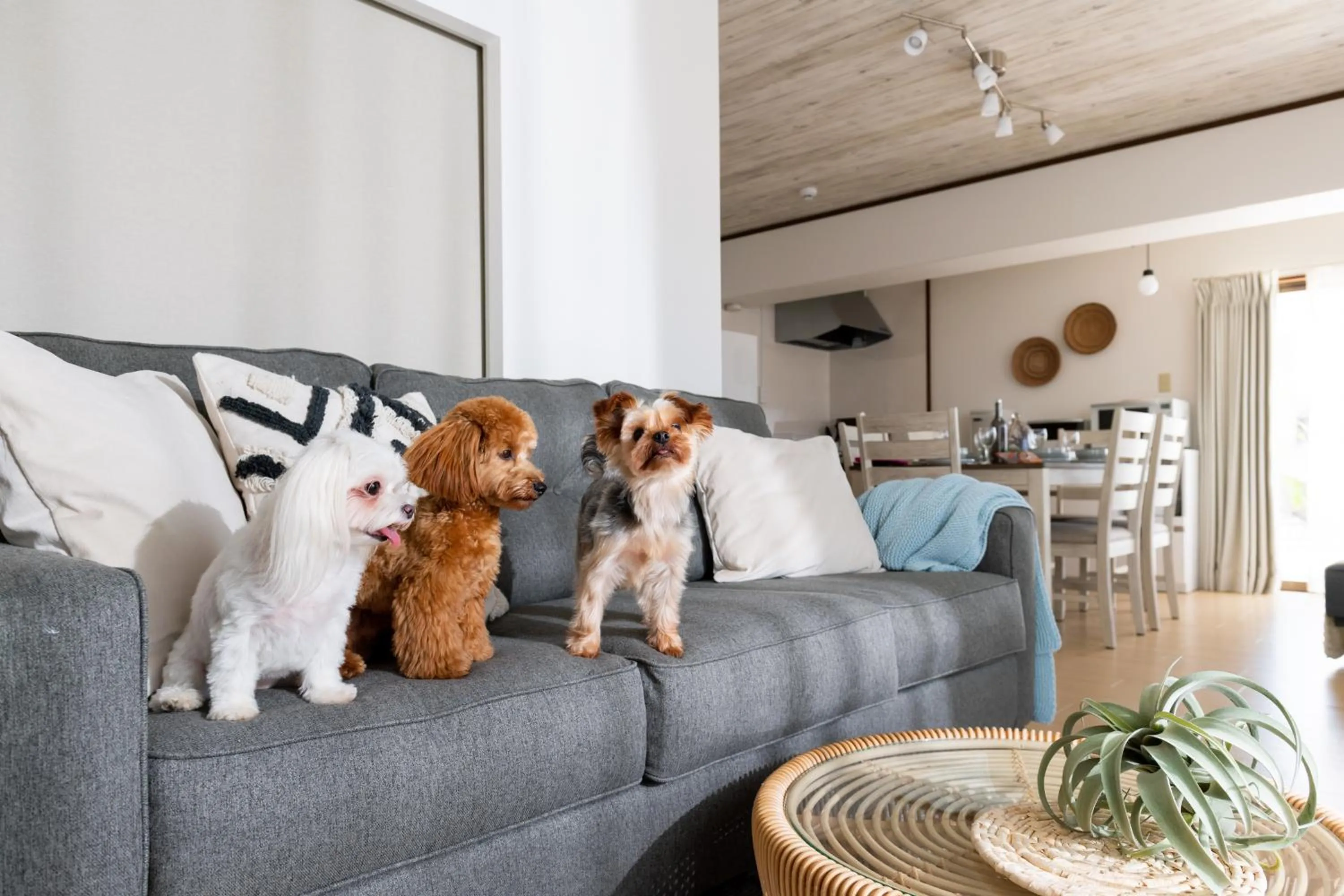 Pets in Little Santa