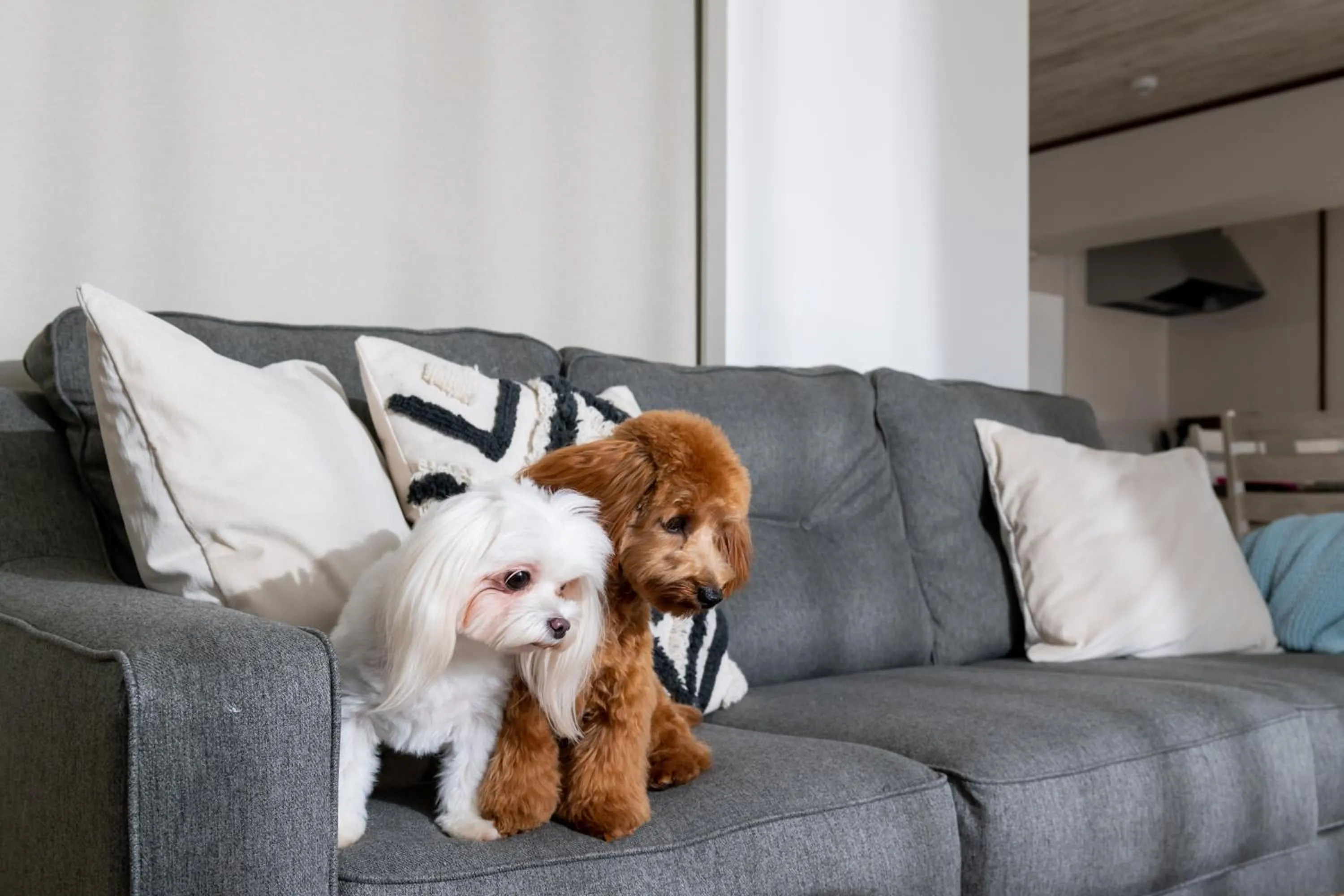 Pets in Little Santa