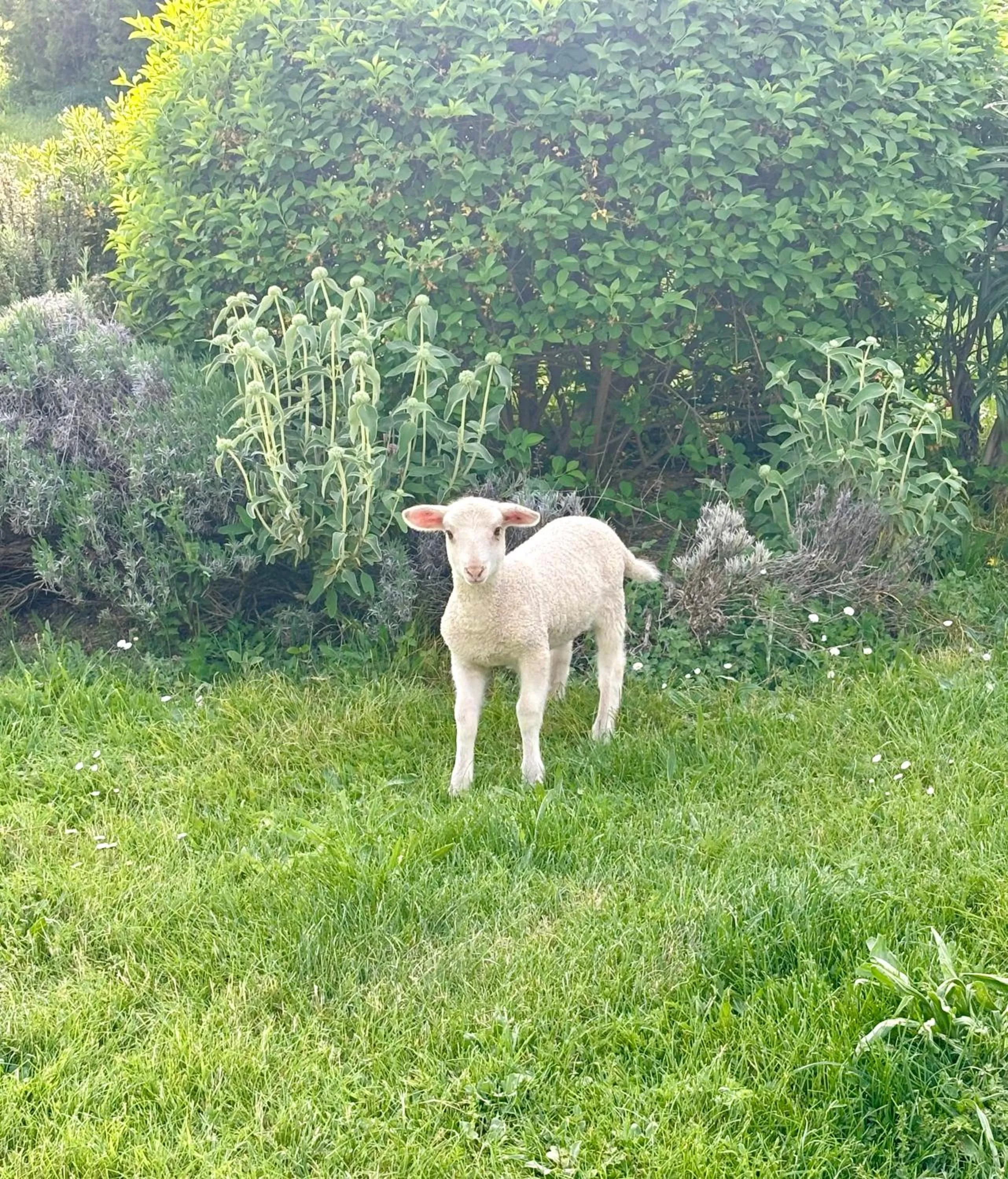 Locations insolites "vie en plein air" cabane et tipi Bastide Bellugue maison d'hôtes reseau Bienvenue à la ferme à 3 mn de lourmarin