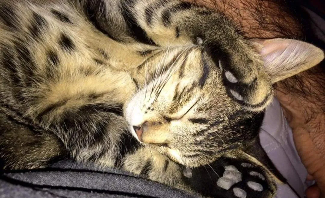 Locations insolites "vie en plein air" cabane et tipi Bastide Bellugue maison d'hôtes reseau Bienvenue à la ferme à 3 mn de lourmarin