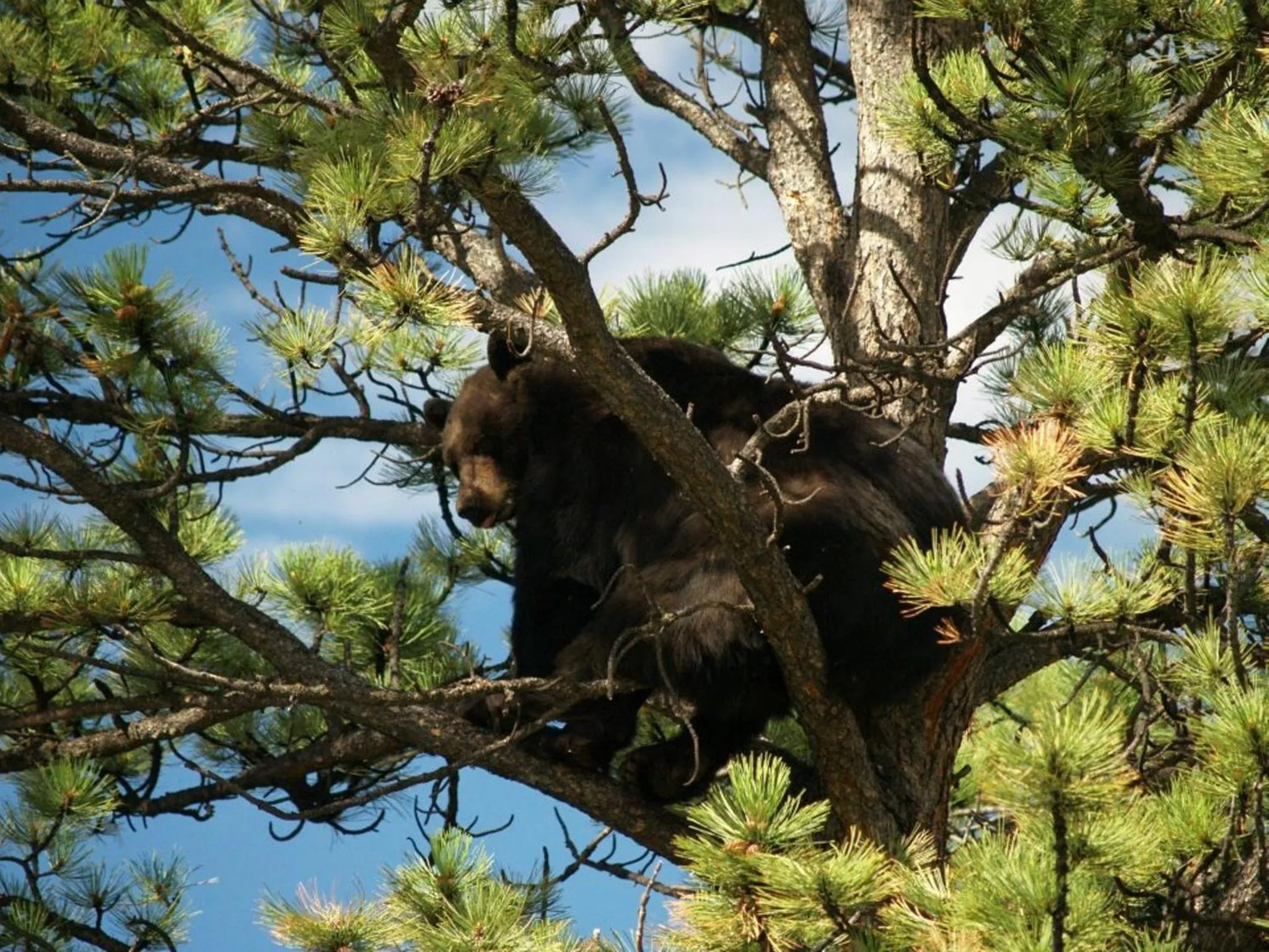 Animals in Alpine Trail Ridge Inn