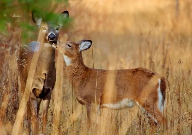 Area and facilities in Winter Clove Family Inn