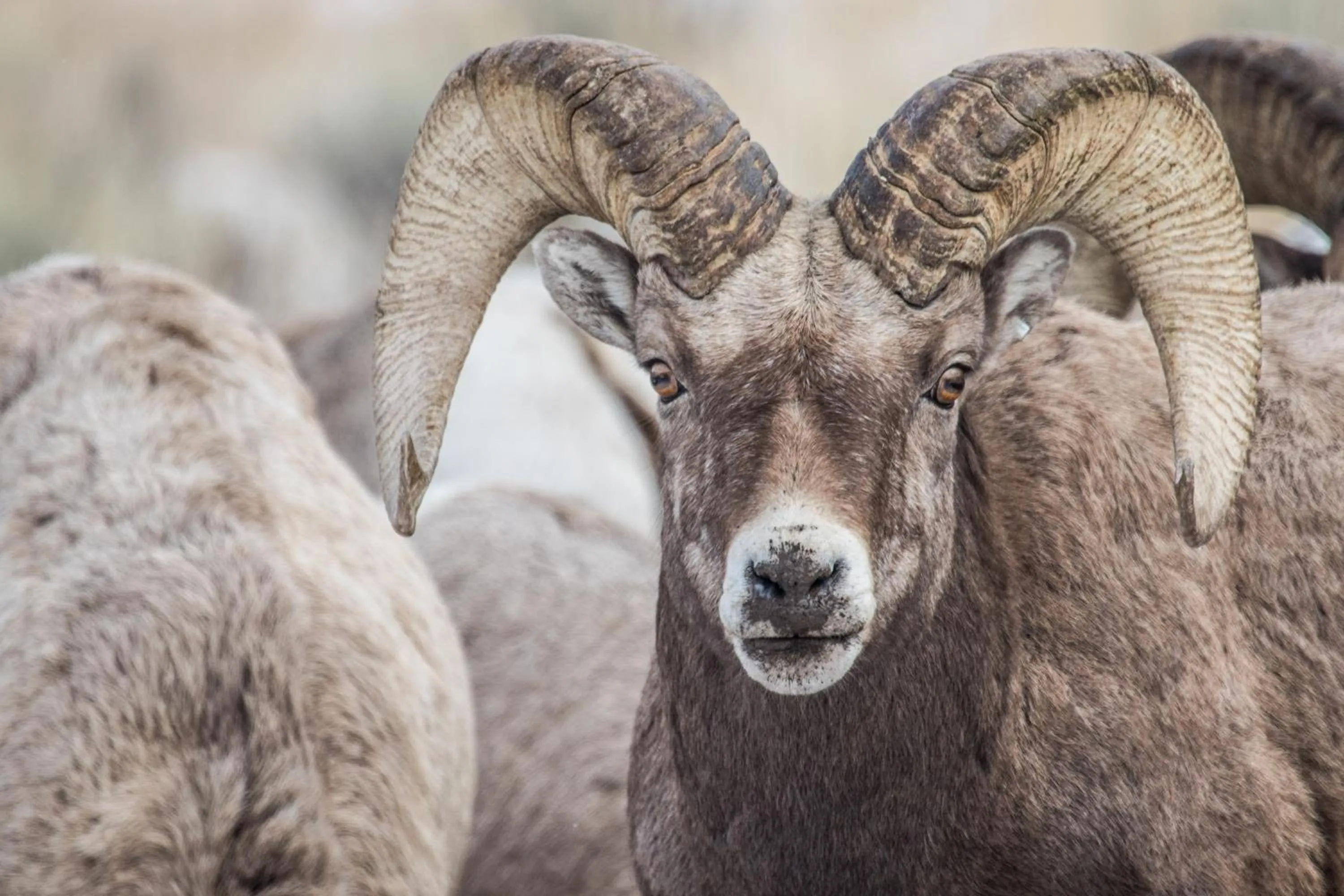 Animals in Stagecoach Inn & Suites