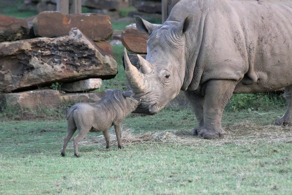 Microtel Inn & Suites by Wyndham Tulsa - Catoosa Route 66