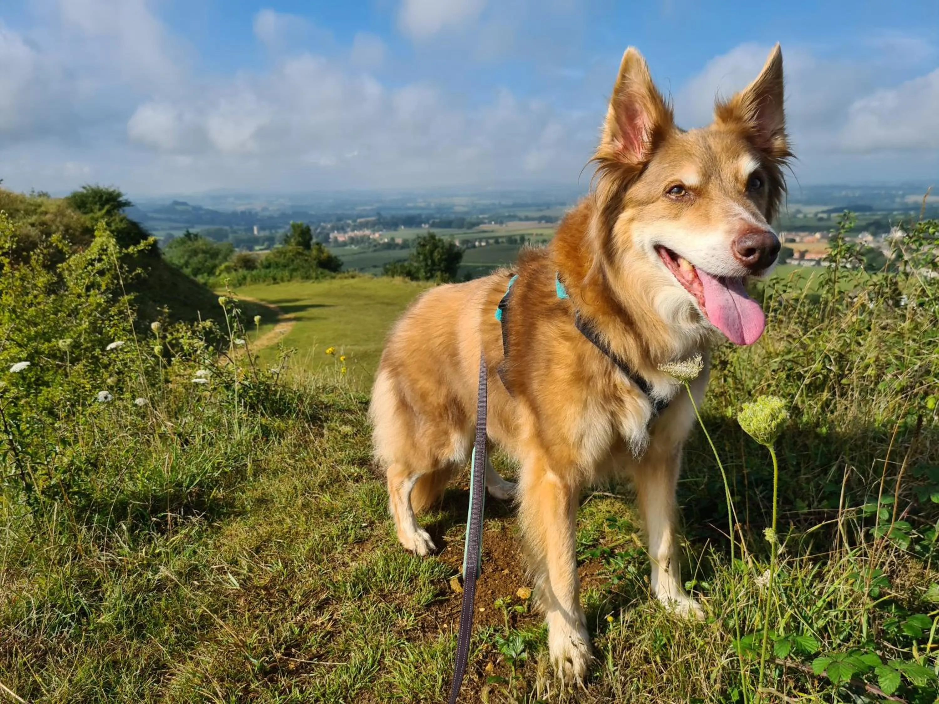 Shepherds Huts Ham Hill, 2 double beds, Bathroom, Lounge, Diner, Kitchen, LOVE dogs & Cats Looking out to lake and by Ham Hill Country Park plus parking for large vehicles available also great deals on workers long term This is the place to relax and BBQ