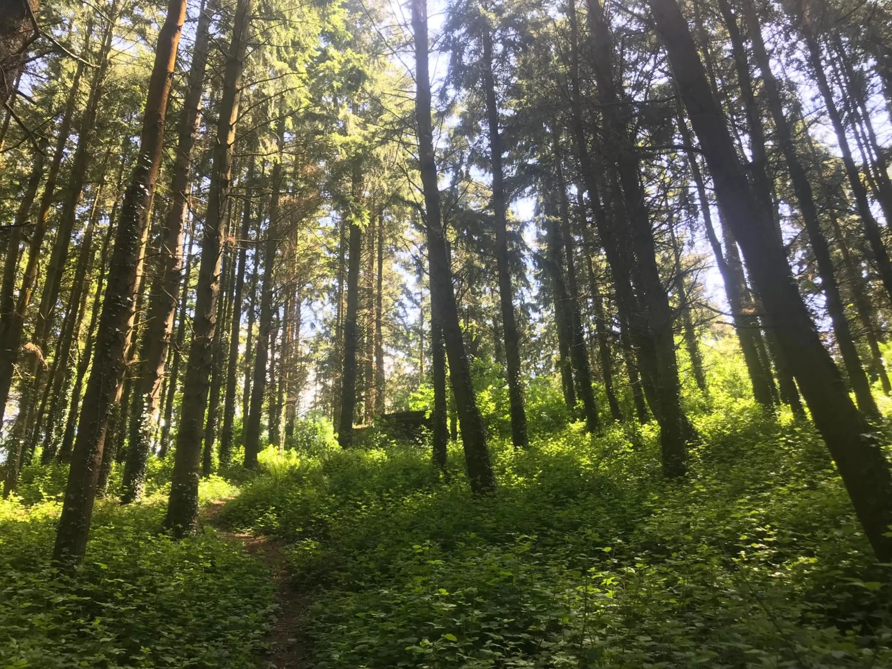 Shepherds Huts Ham Hill, 2 double beds, Bathroom, Lounge, Diner, Kitchen, LOVE dogs & Cats Looking out to lake and by Ham Hill Country Park plus parking for large vehicles available also great deals on workers long term This is the place to relax and BBQ