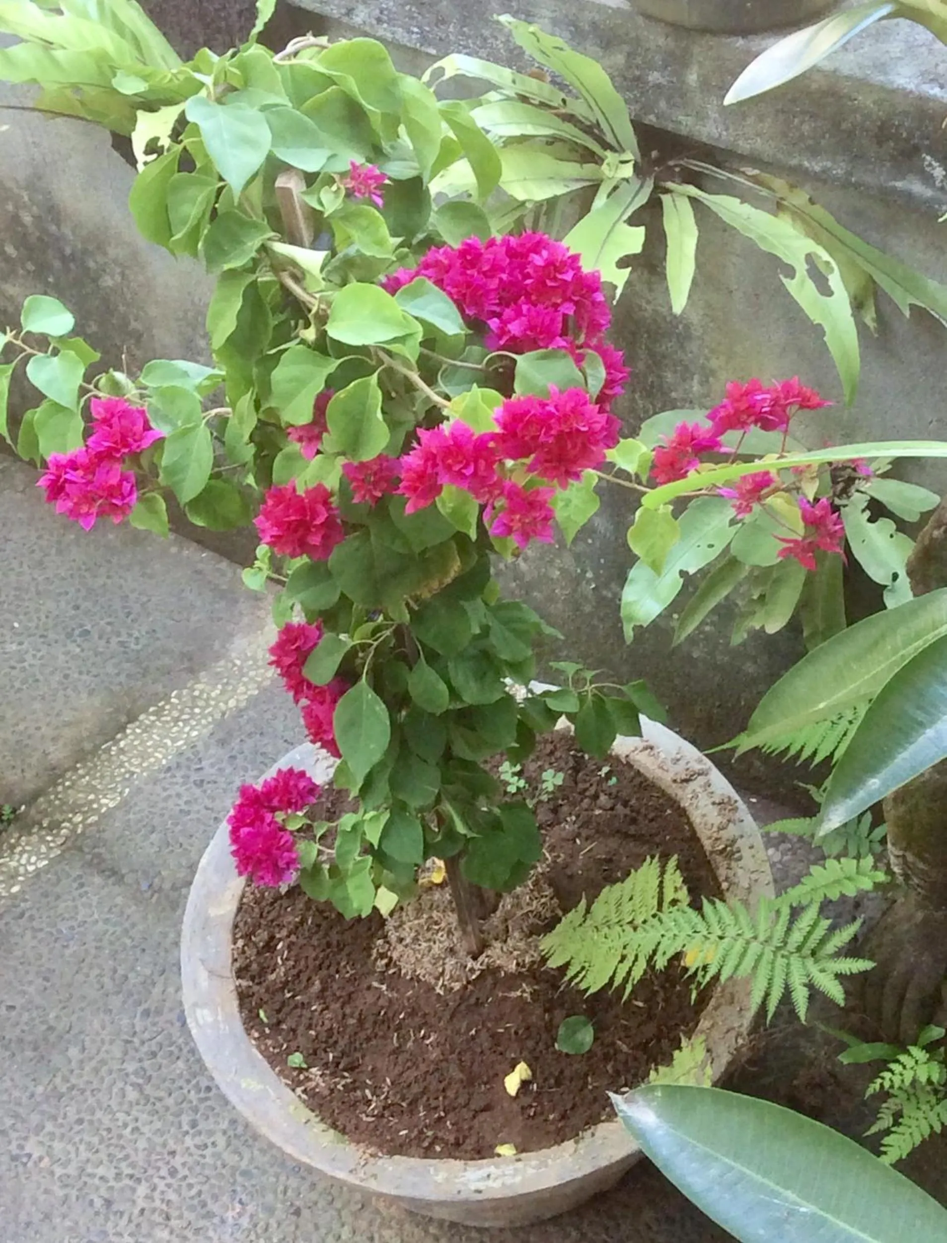 Day in Rumah Irak et Kadek Bali