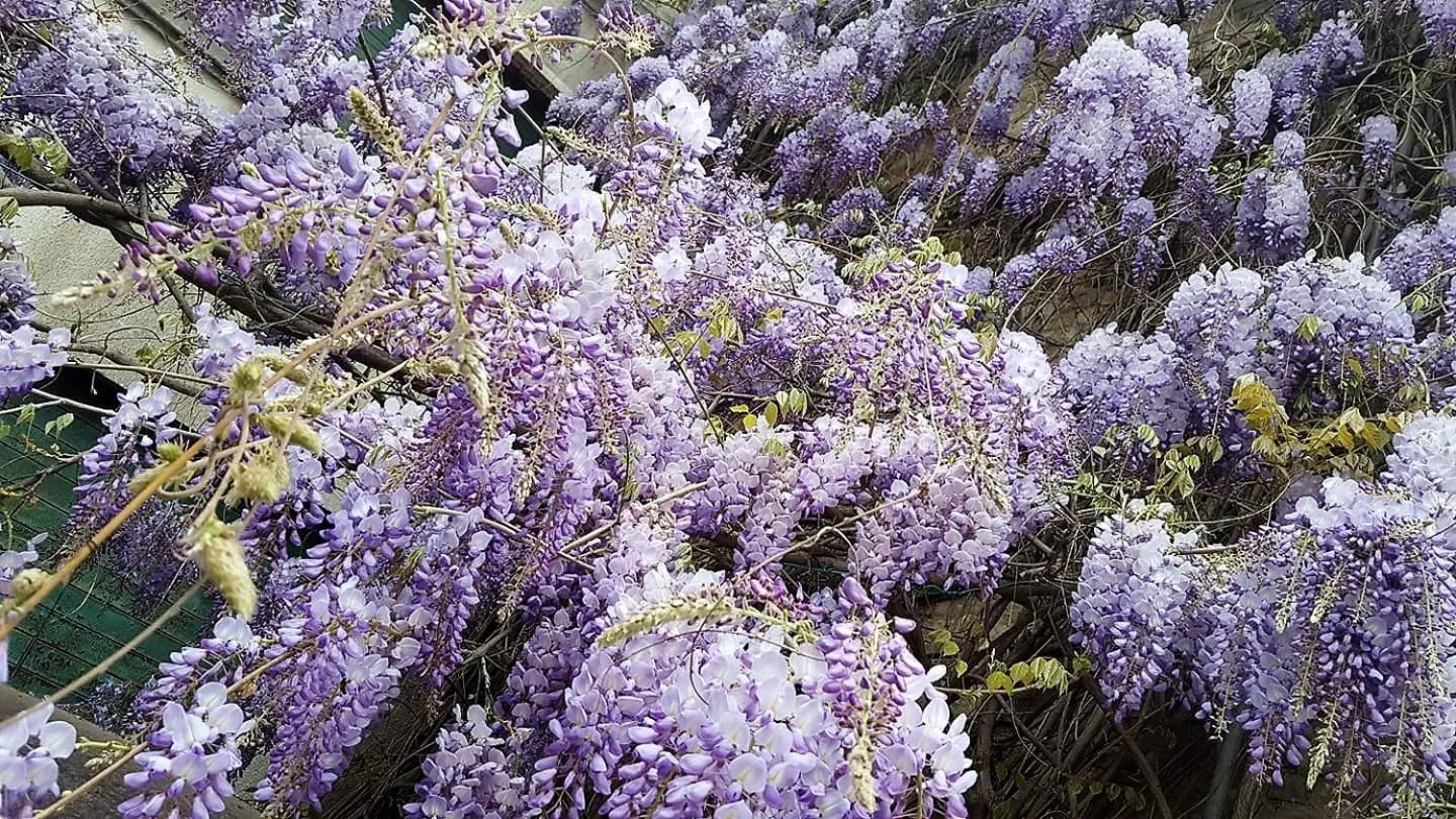 IGGH Il Glicine Guest House