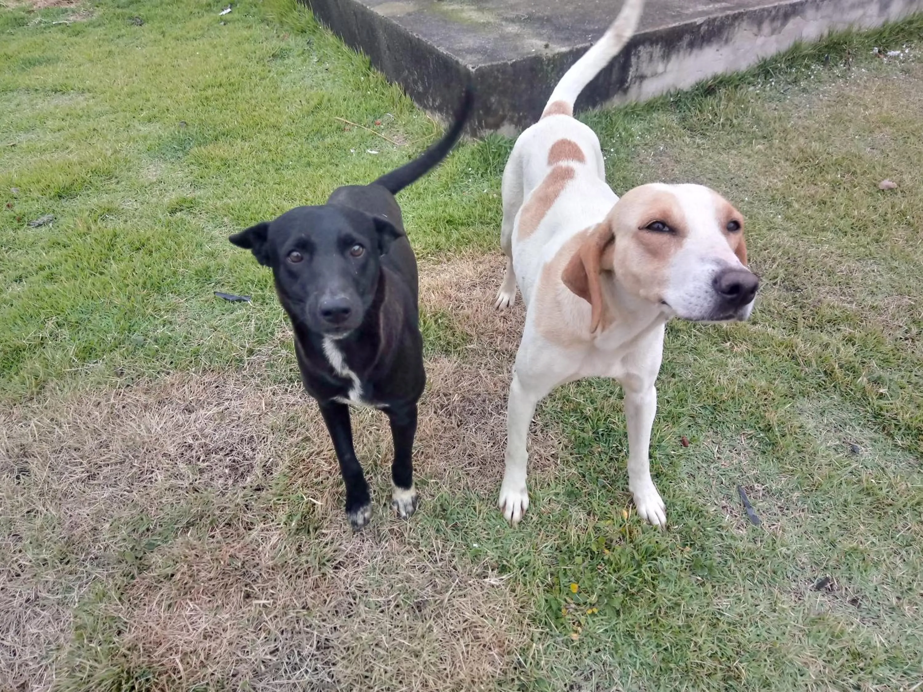 Animals in Pousada Santo Antônio