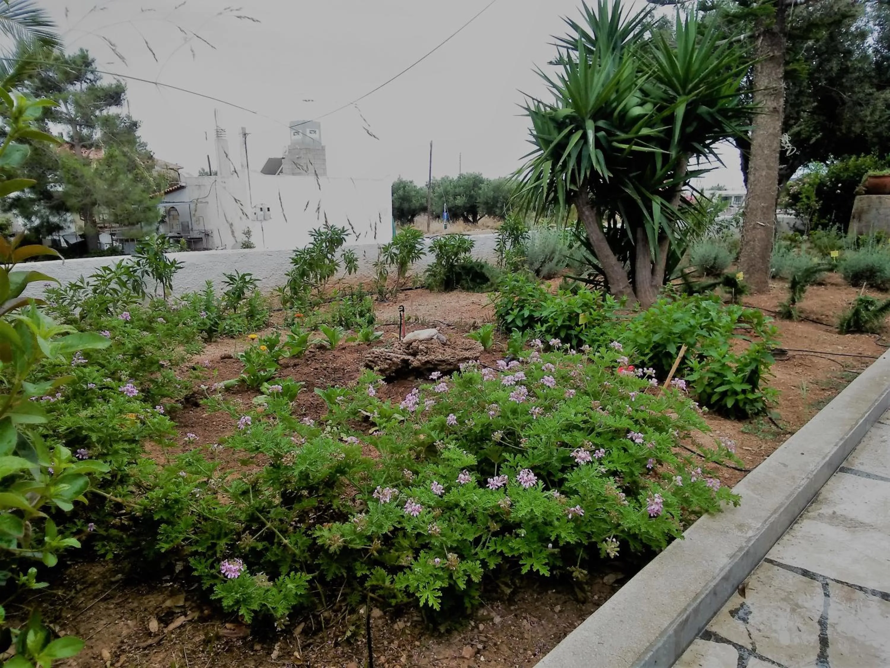 Property building in New Aurora Apts Studios