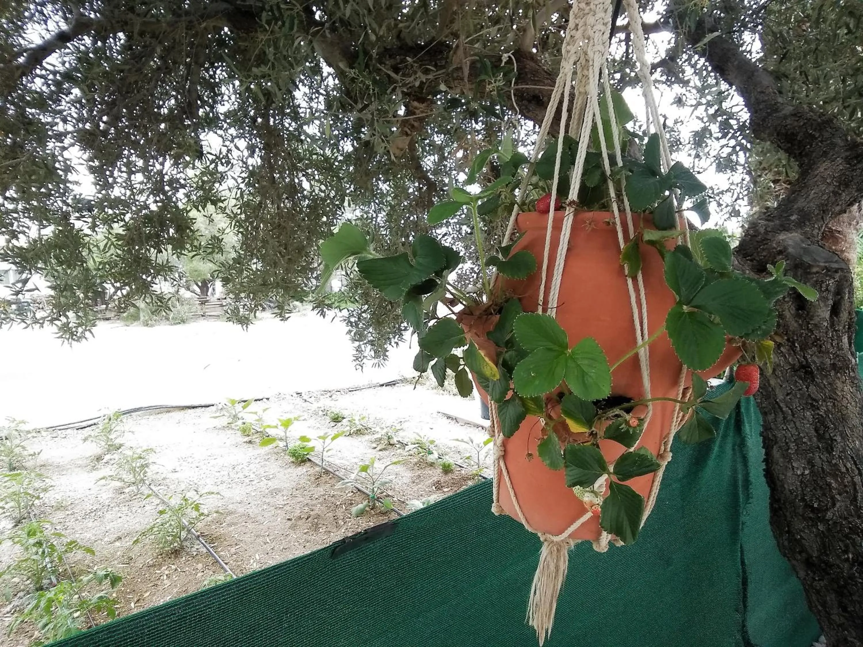 Property building in New Aurora Apts Studios