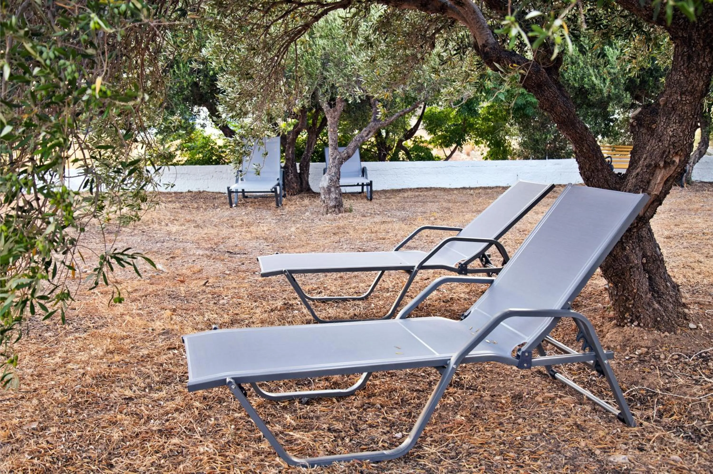 Garden in New Aurora Apts Studios