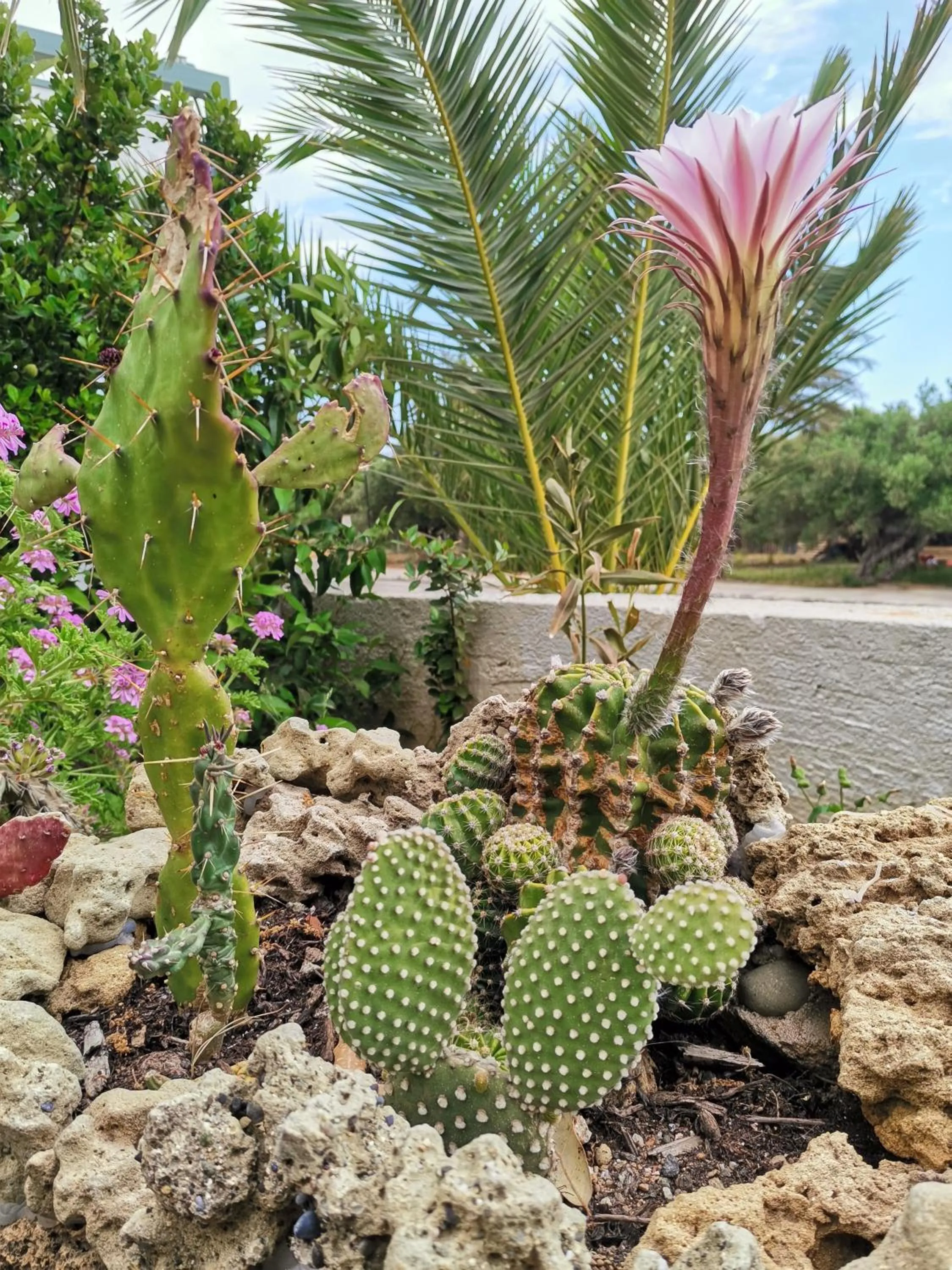 Garden in New Aurora Apts Studios