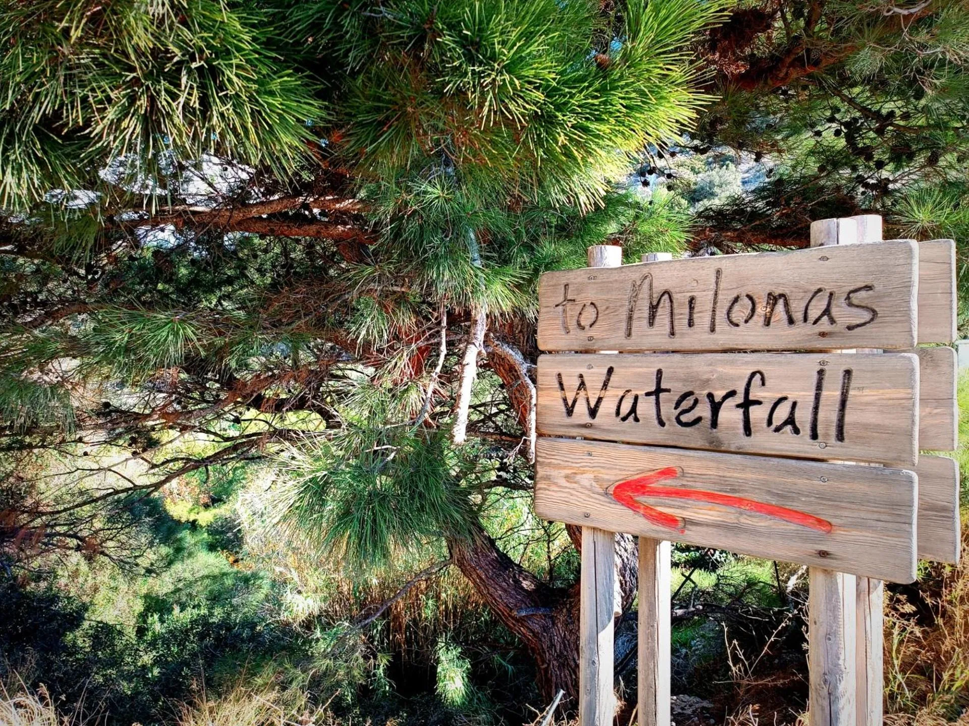 Natural landscape in New Aurora Apts Studios