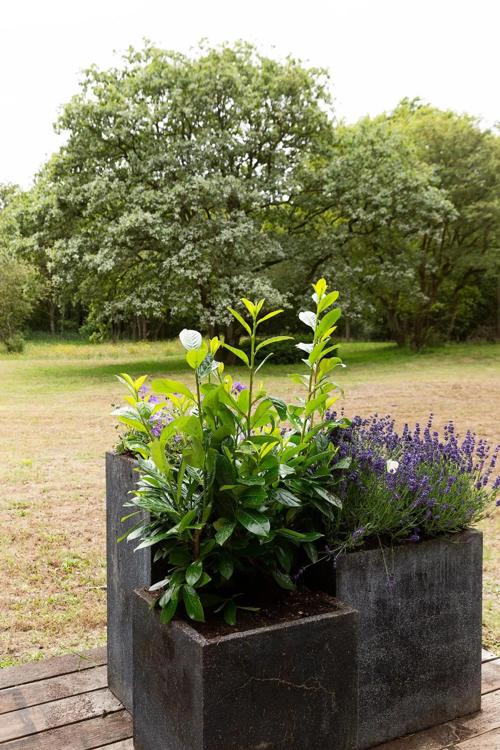 Garden view in Bosvilla Kennemerduinen