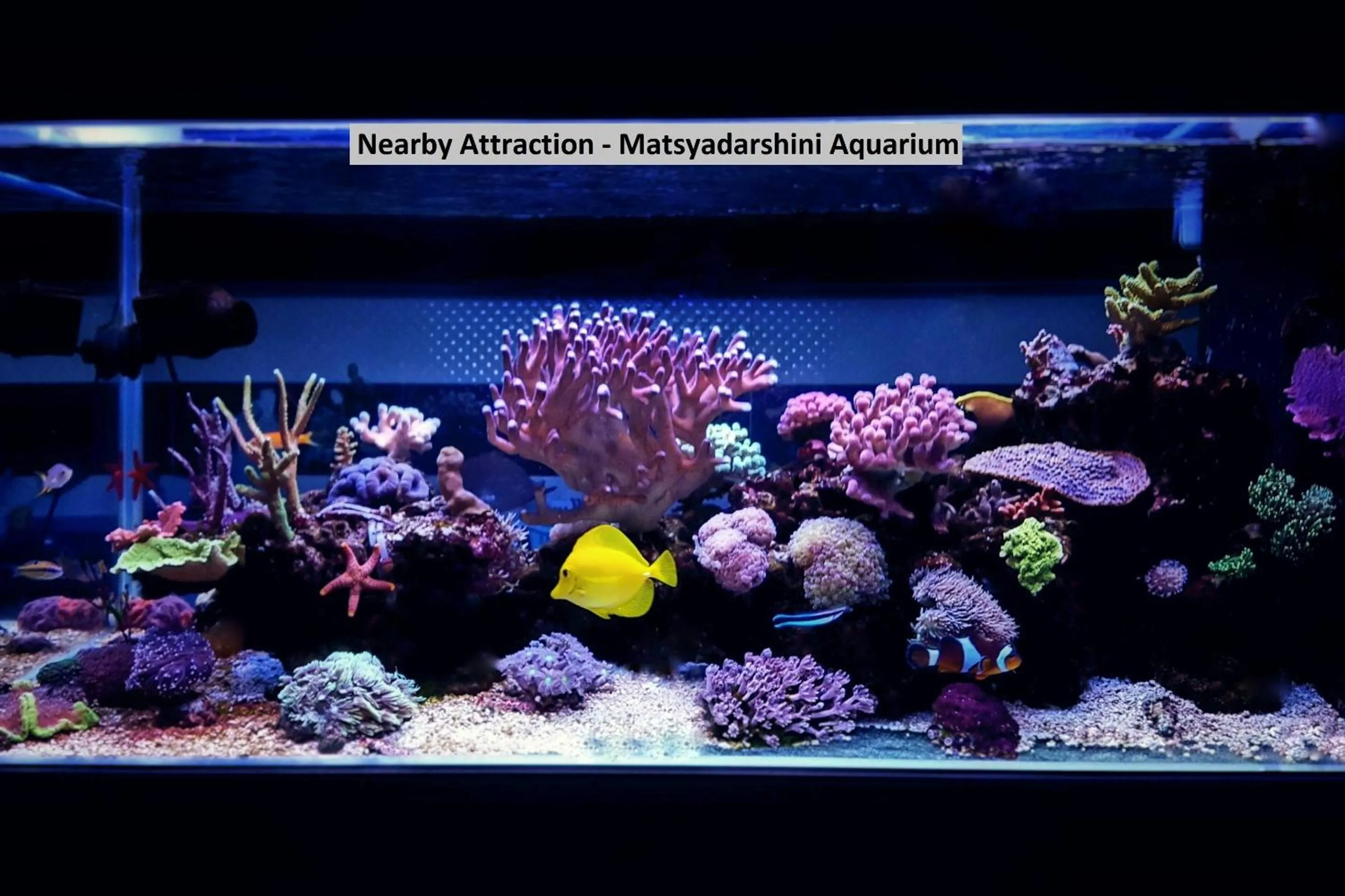 Other in Capital O Seatree