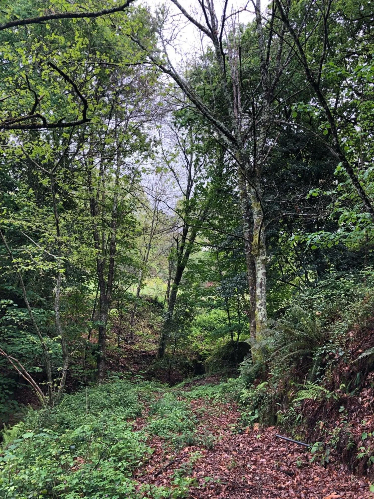 Natural landscape in Oak Nature