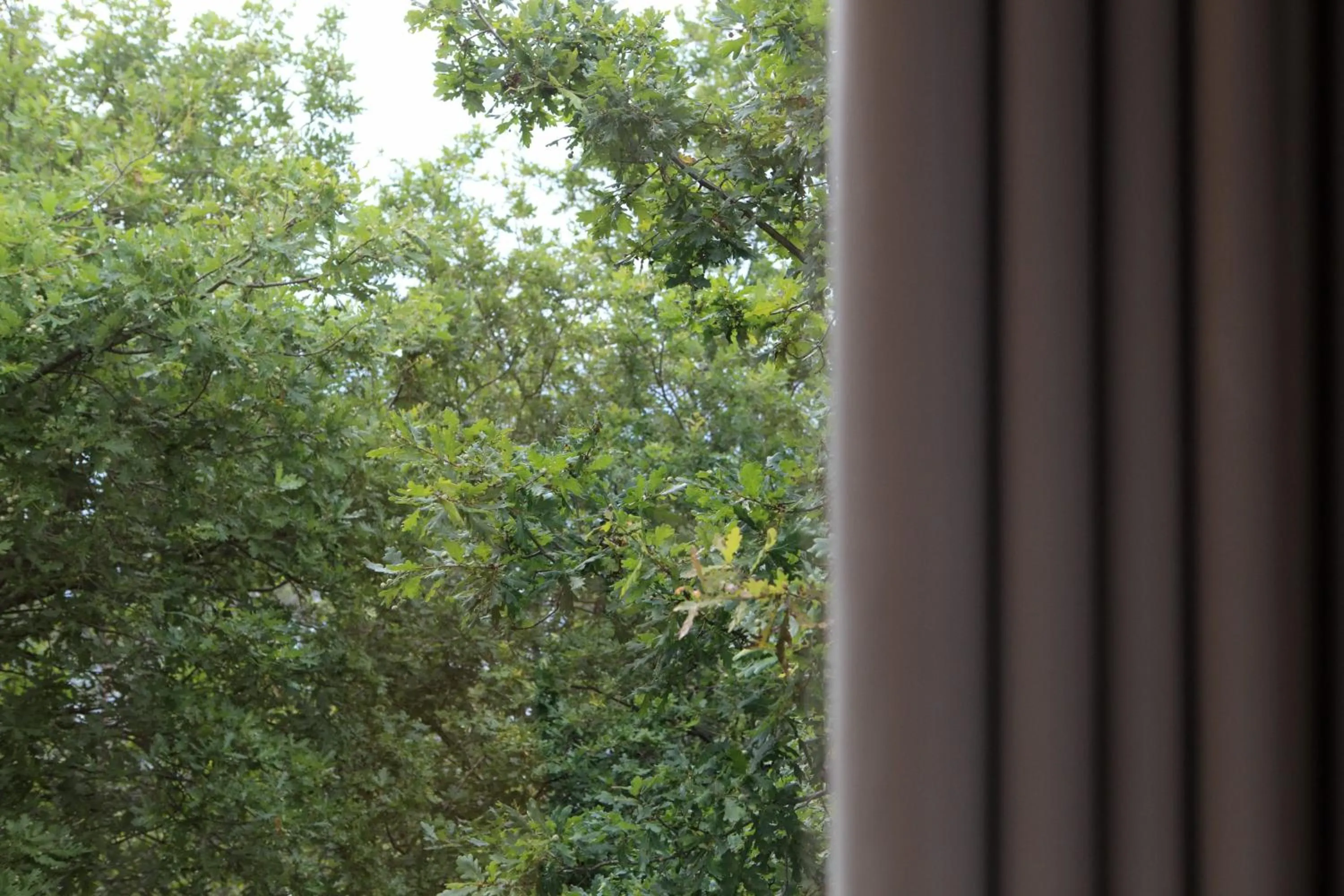 Garden in Oak Nature