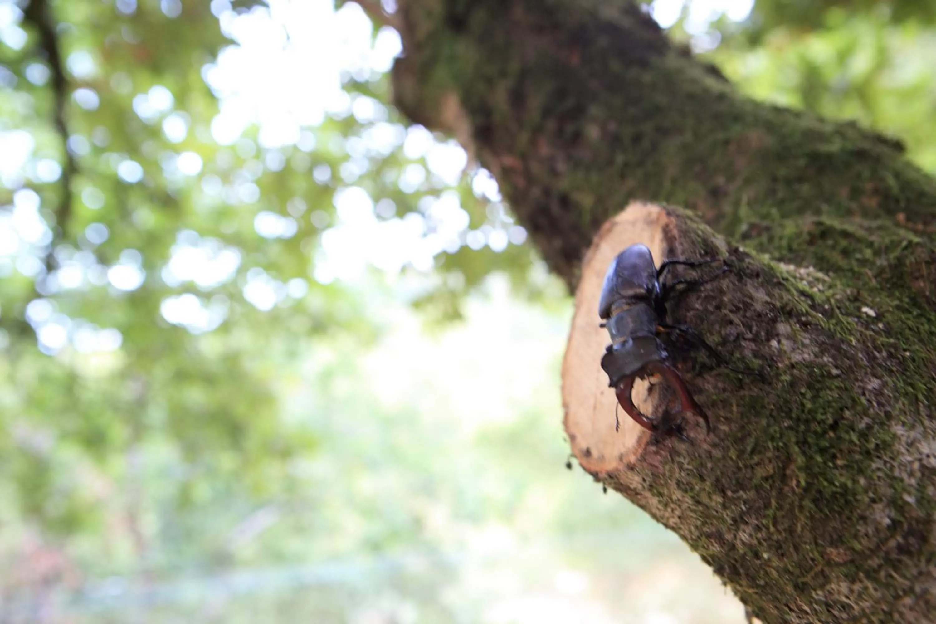 Natural landscape in Oak Nature