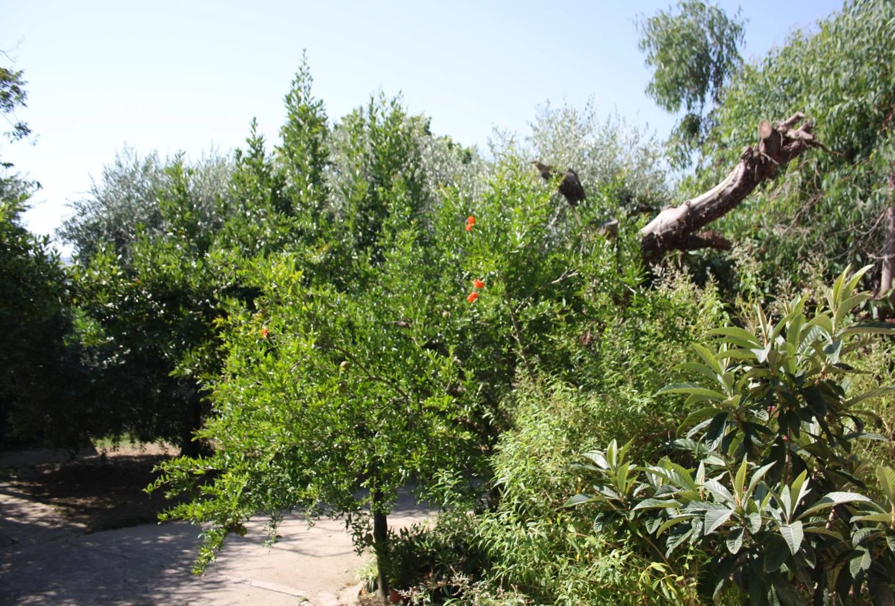 Garden in Il Boschetto