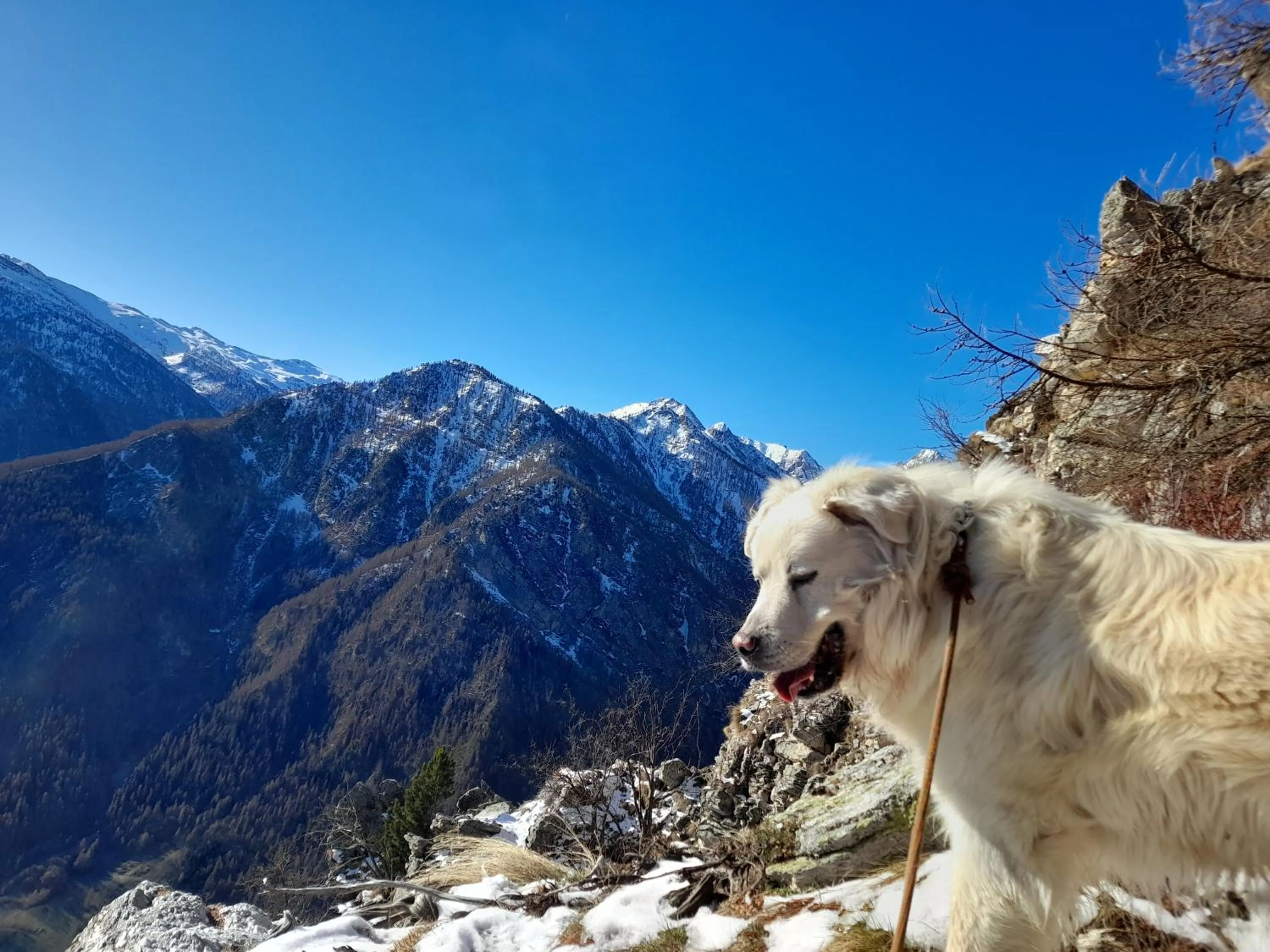 Pets in Agri-b&b Lou Col