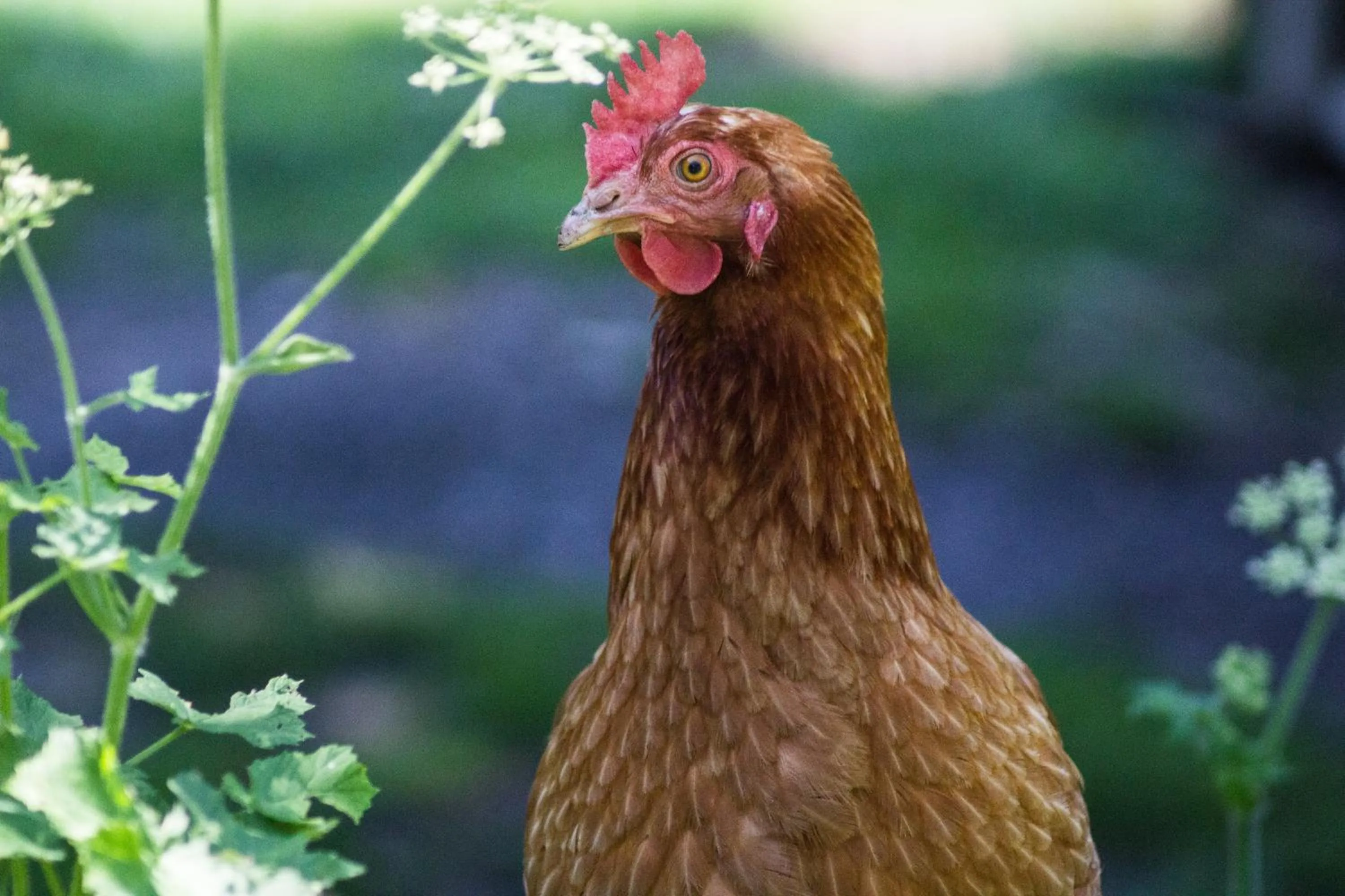 Animals in Agri-b&b Lou Col