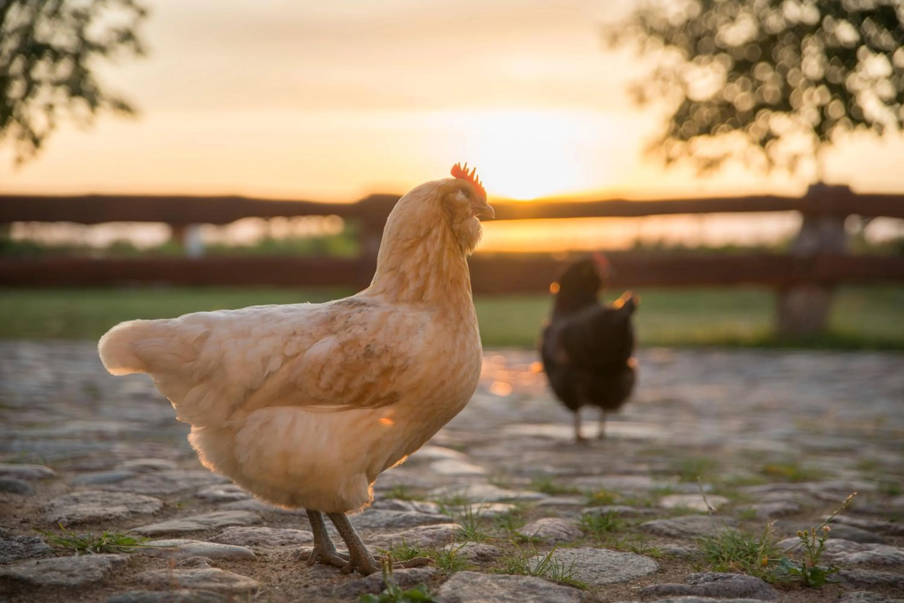 Animals in Golchener Hof - Familienhotel & Bauernhofurlaub in Mecklenburg