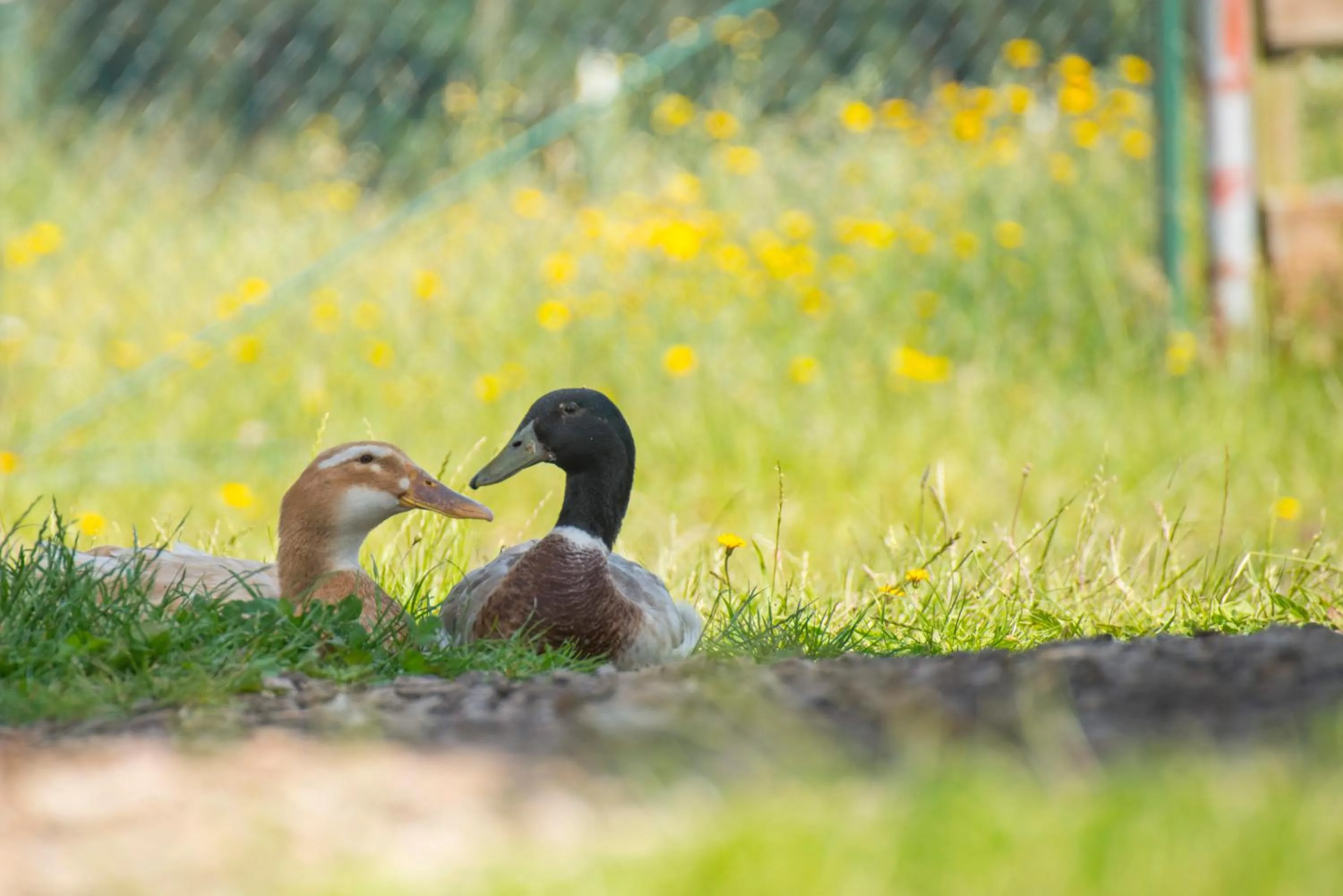 Animals in Golchener Hof - Familienhotel & Bauernhofurlaub in Mecklenburg