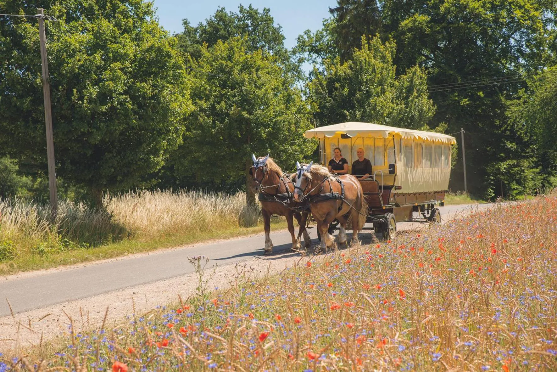 Animals in Golchener Hof - Familienhotel & Bauernhofurlaub in Mecklenburg