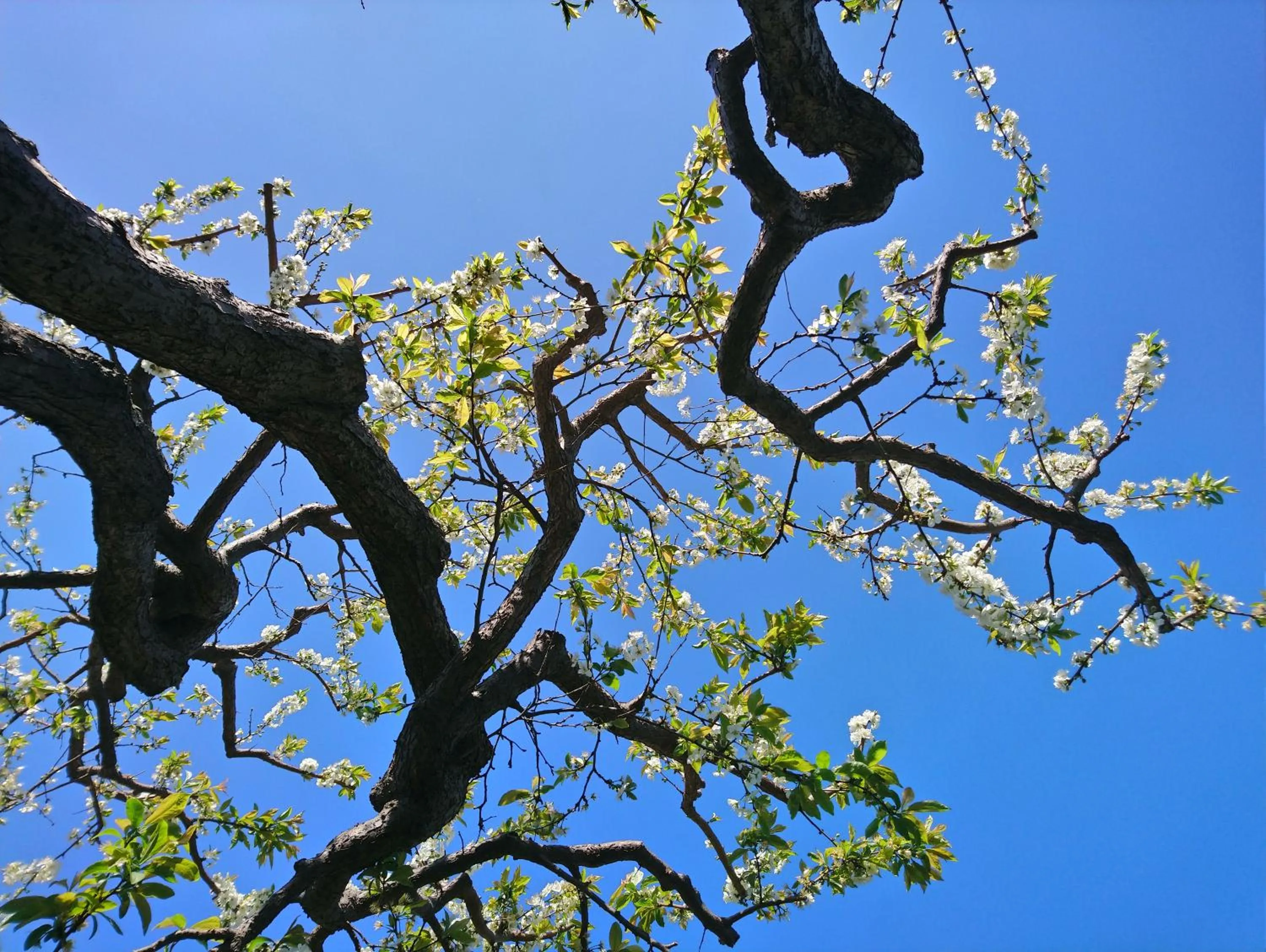 Garden in B&B CasaNera