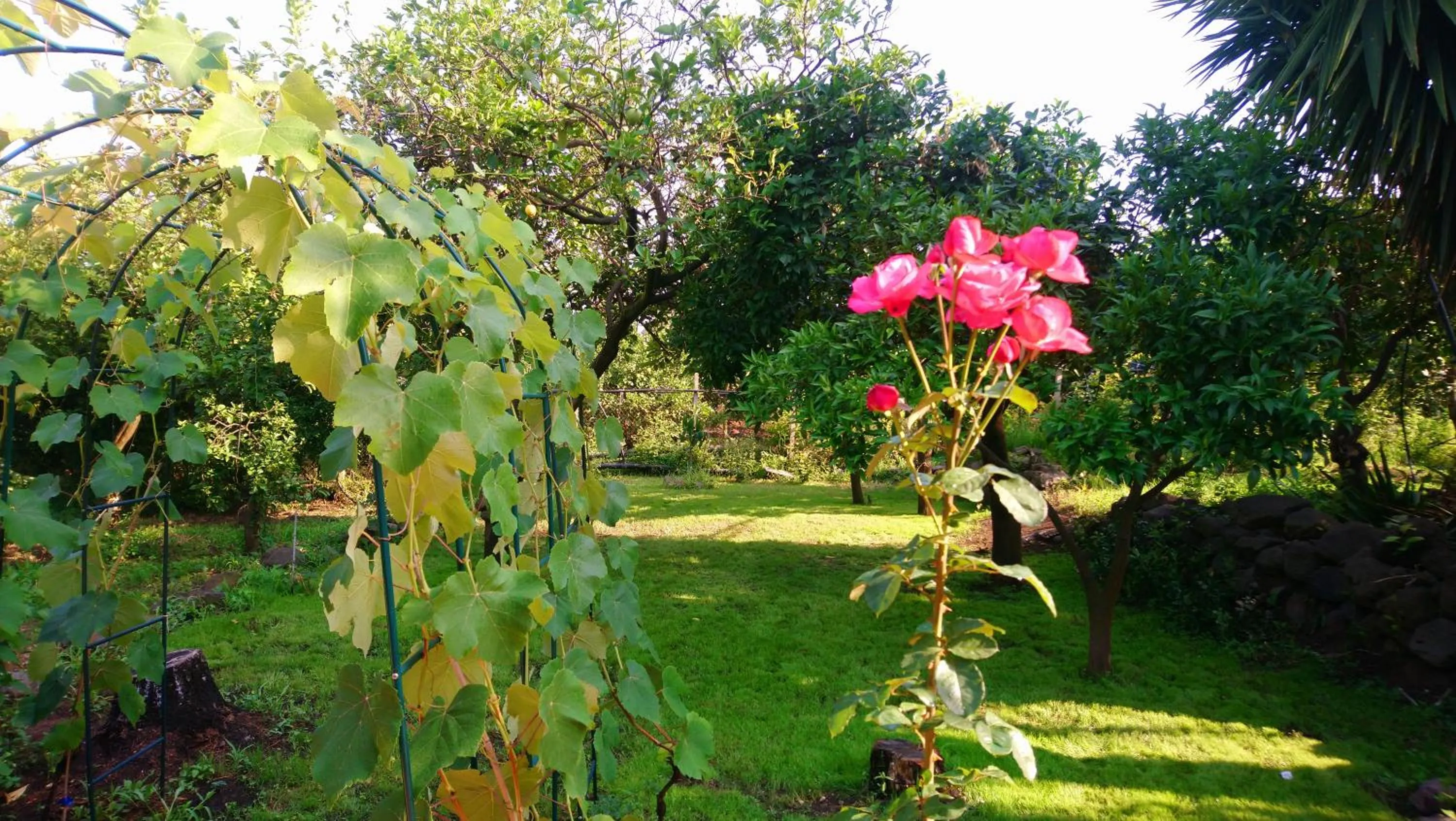 Garden in B&B CasaNera