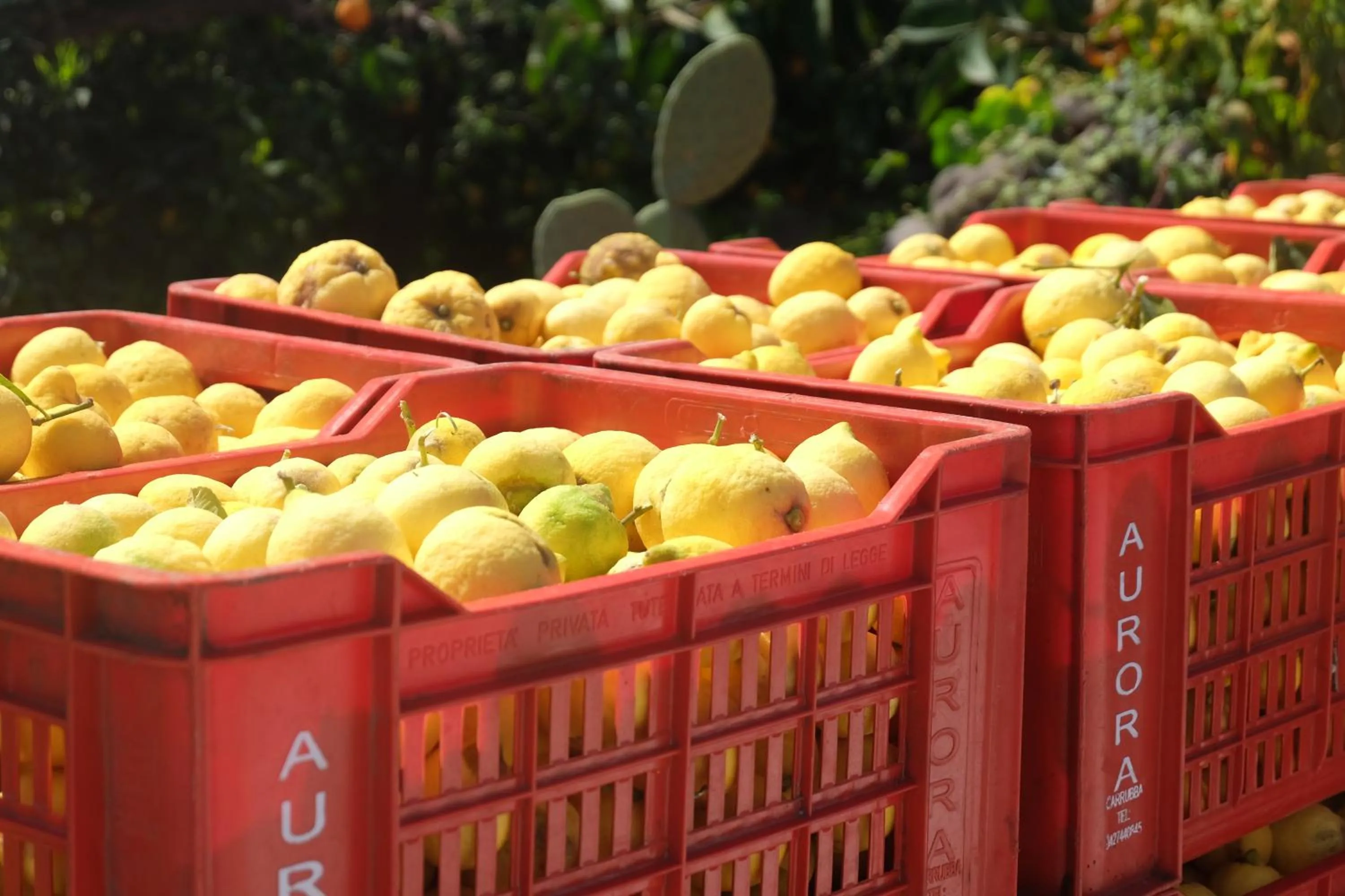 Garden in B&B CasaNera