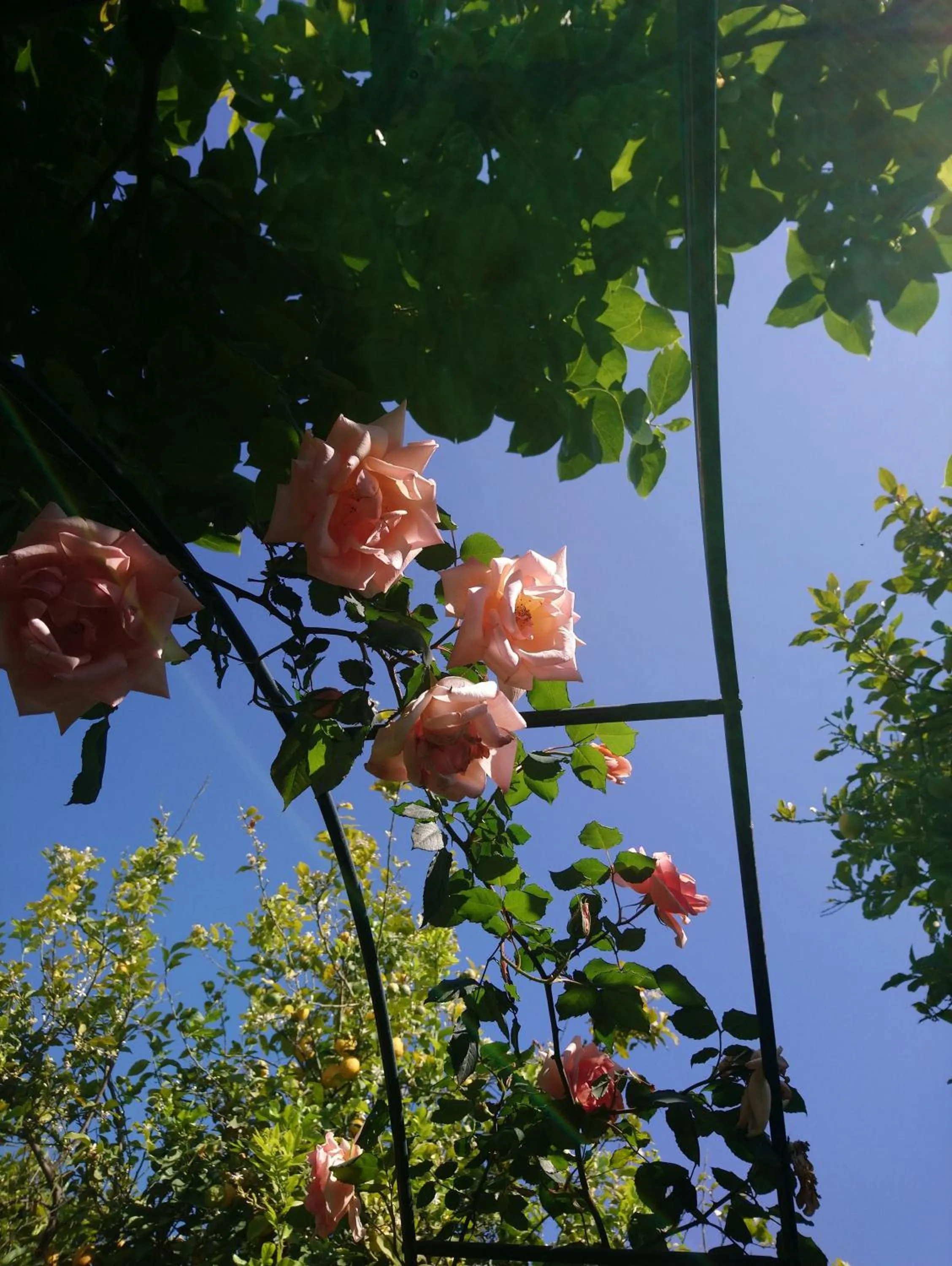 Garden in B&B CasaNera