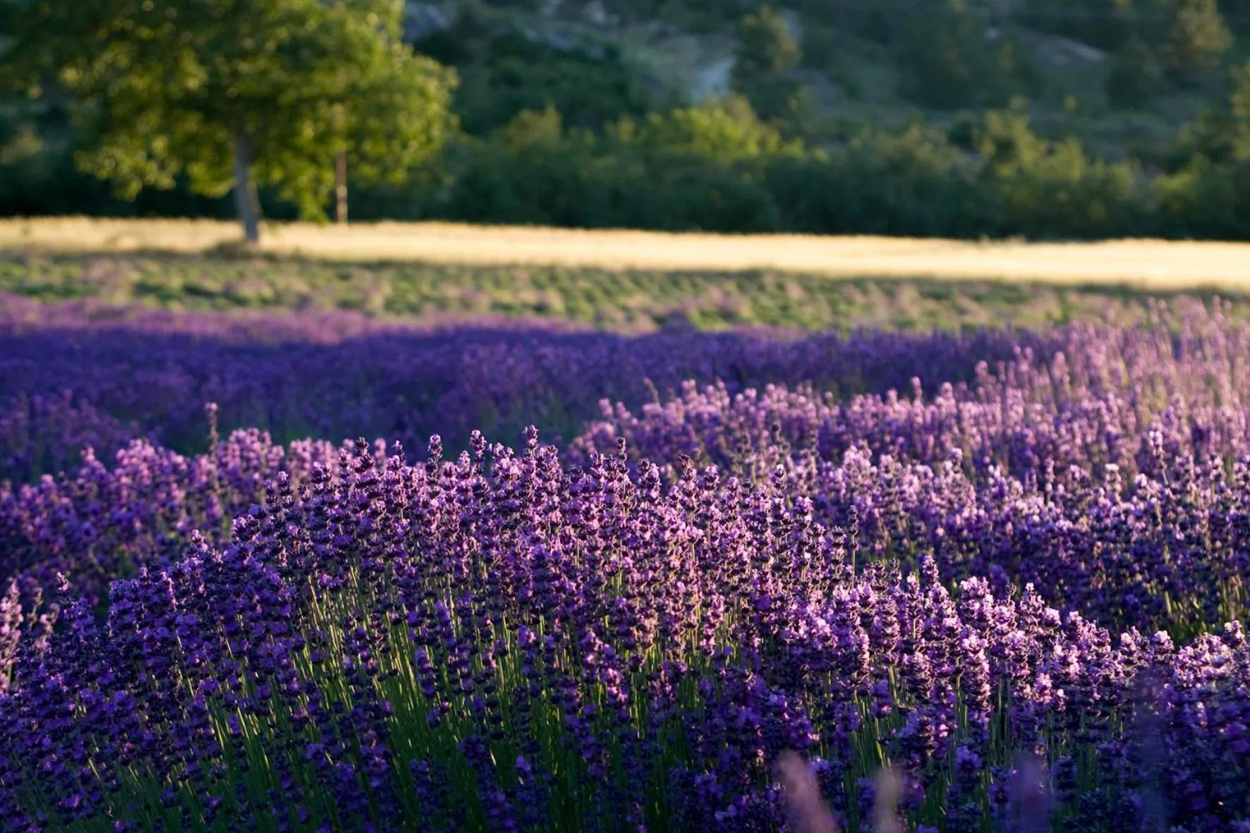 Other in Hotel du Centre