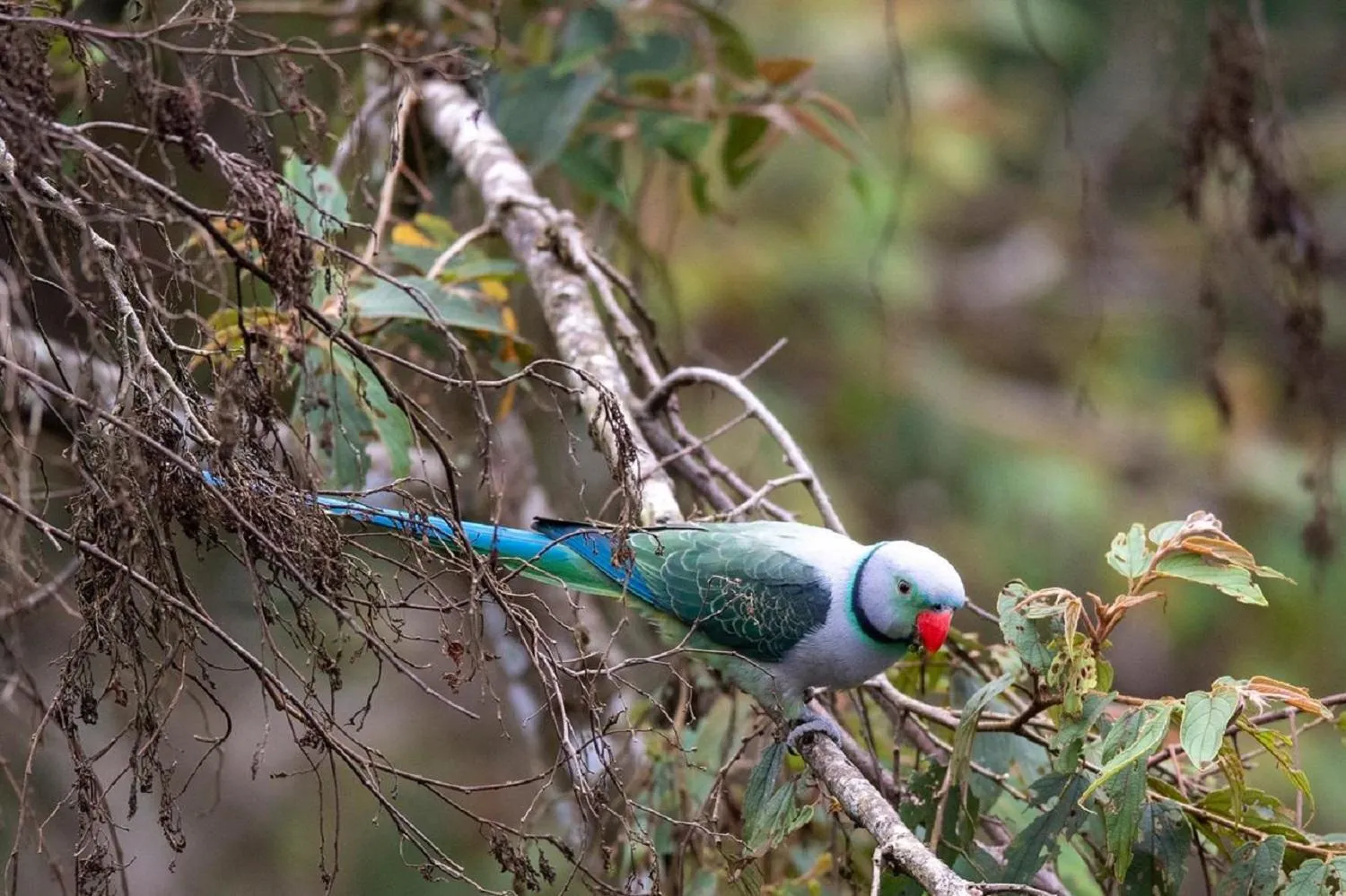 View (from property/room) in Coorg Wilderness Resort & Spa