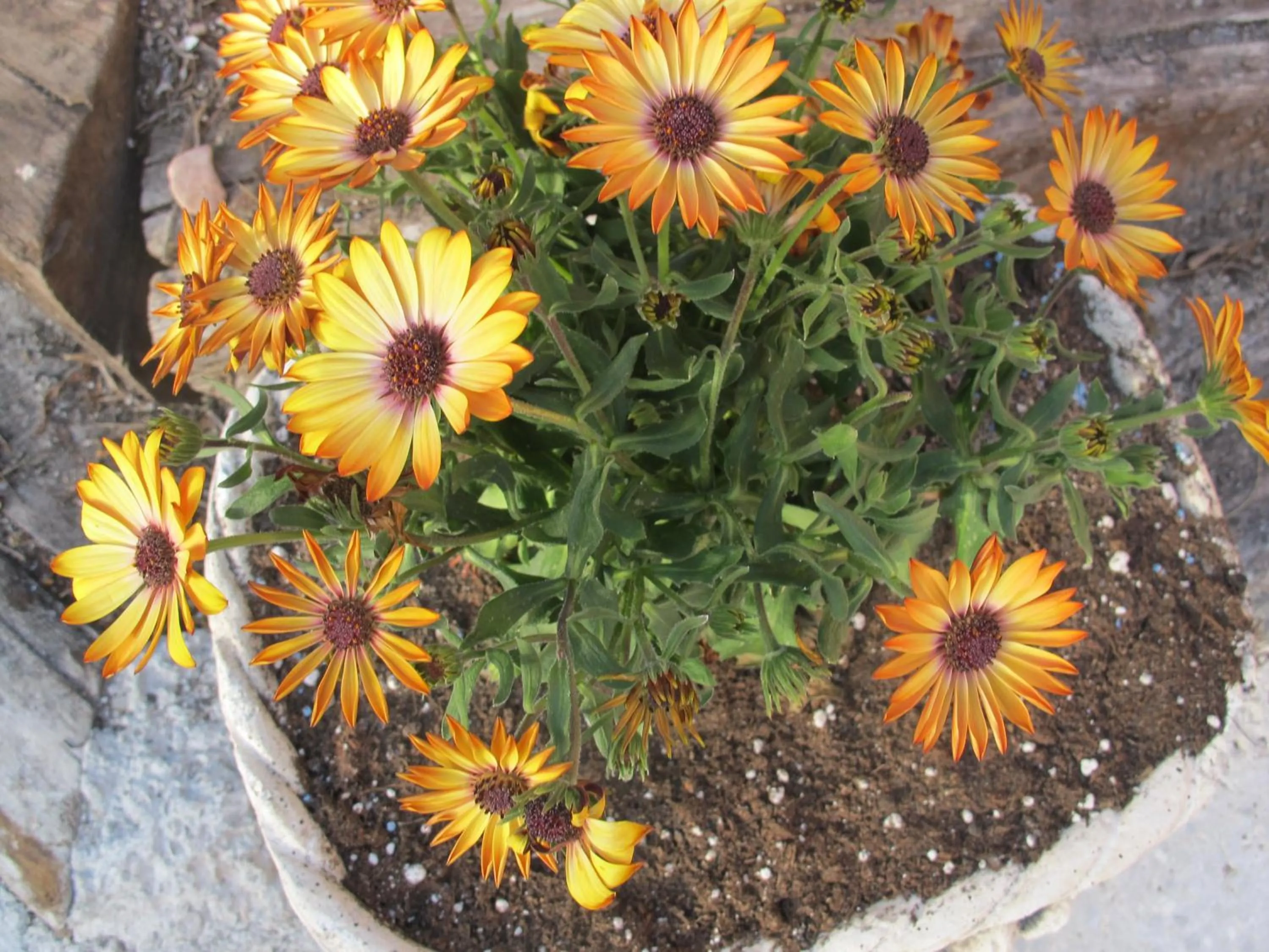 Cal Roig Hotel Rural