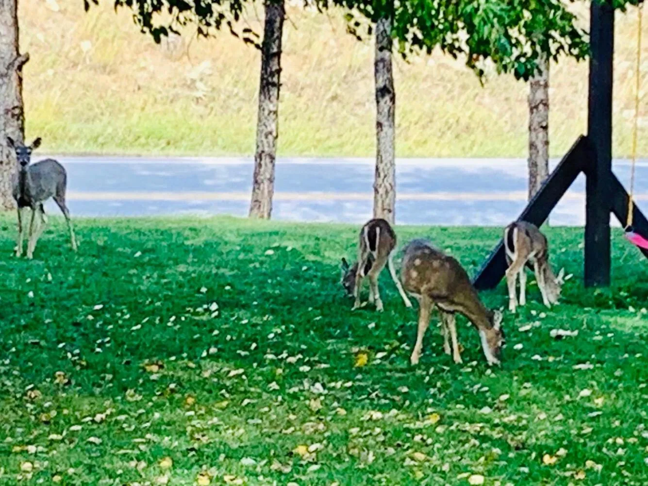 Animals in Bavarian Inn, Black Hills