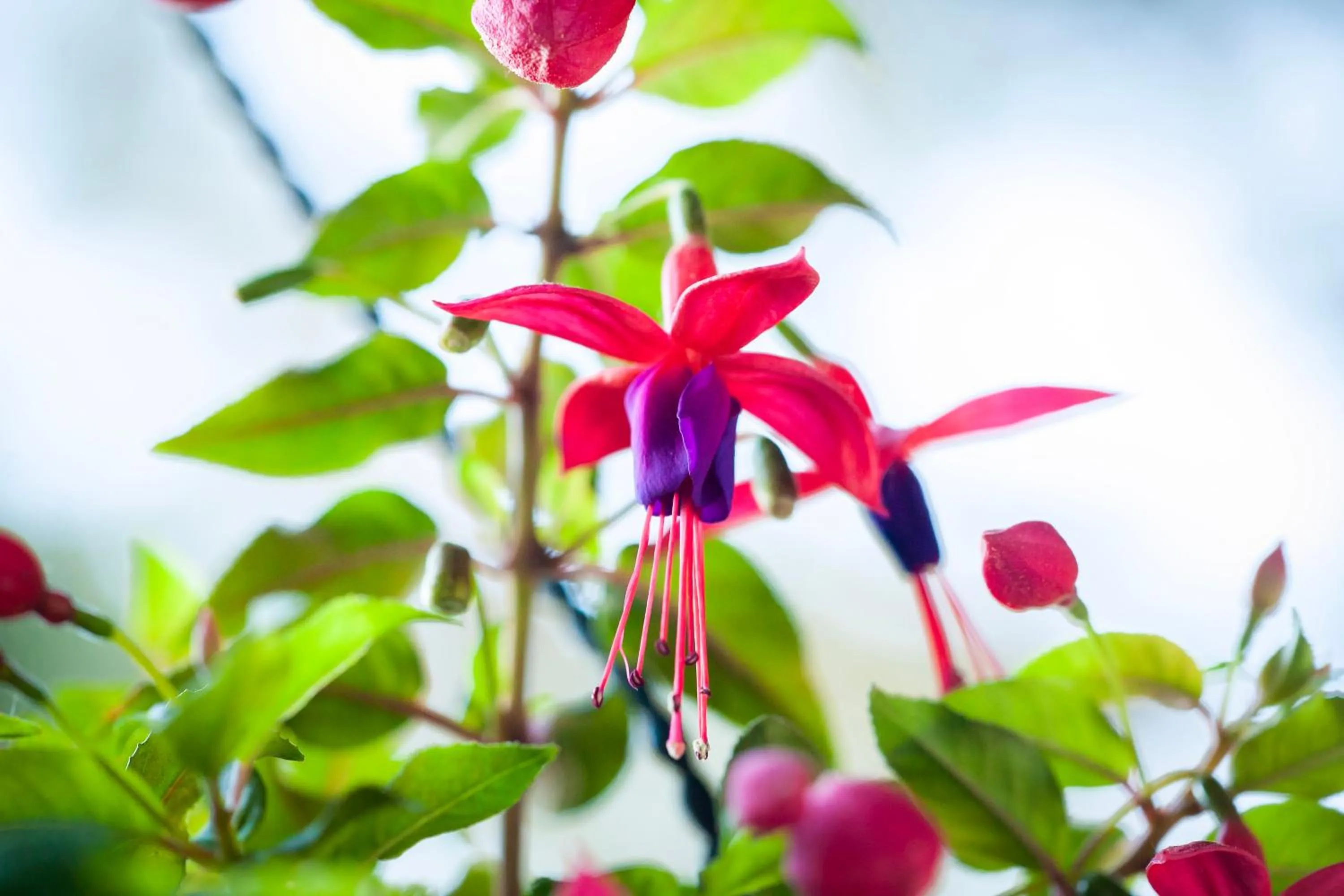 Bavarian Inn, Black Hills