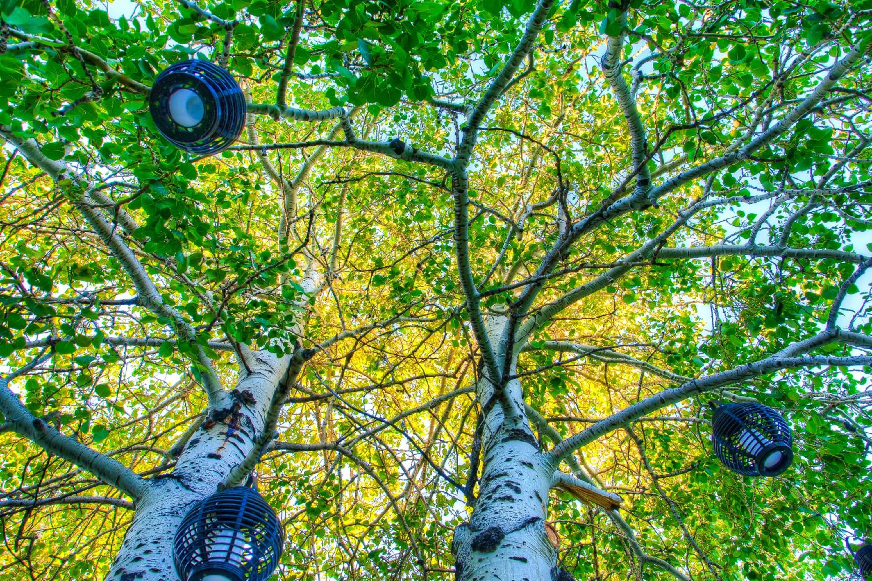 Decorative detail in Bavarian Inn, Black Hills