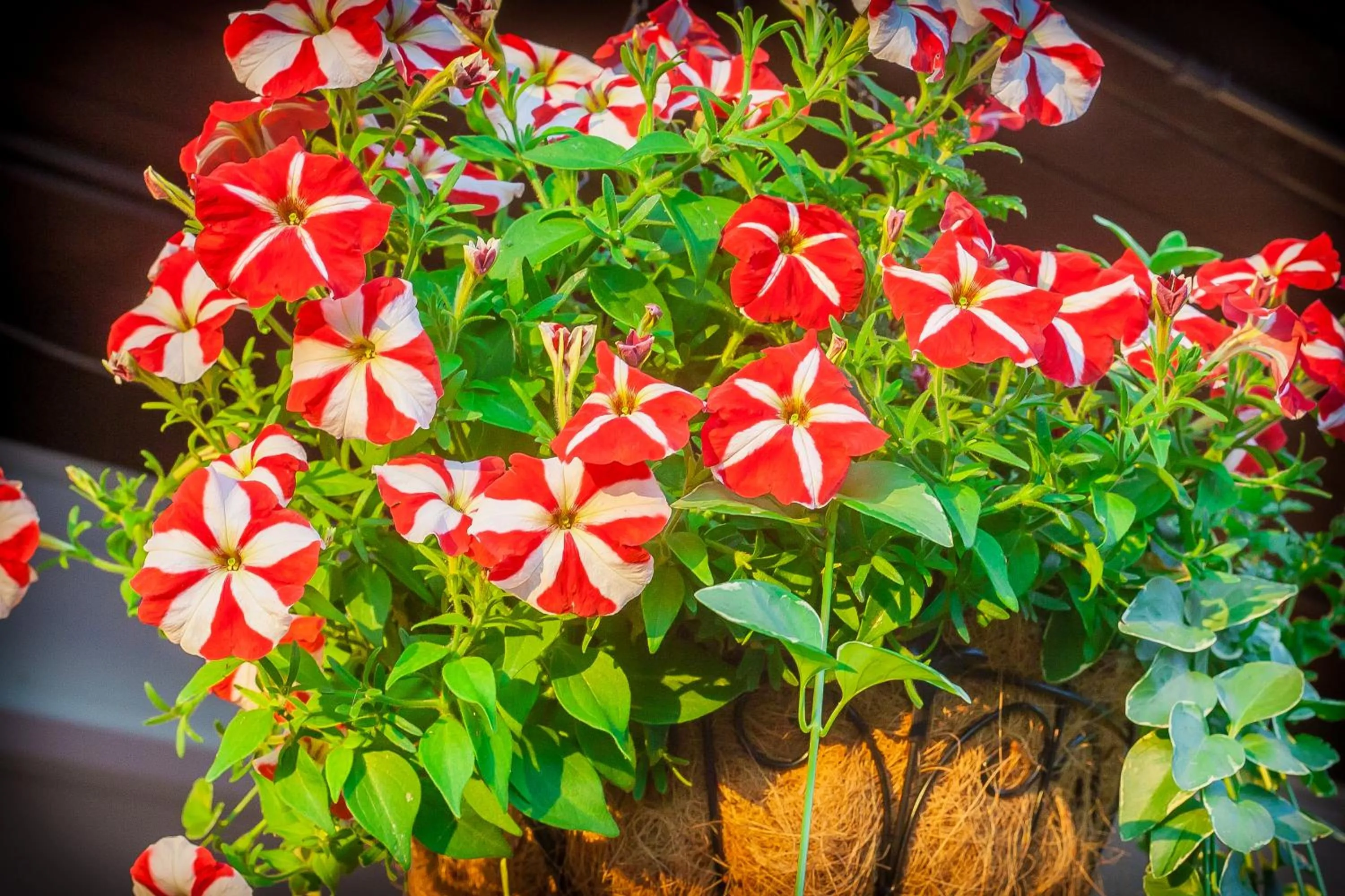 Decorative detail in Bavarian Inn, Black Hills
