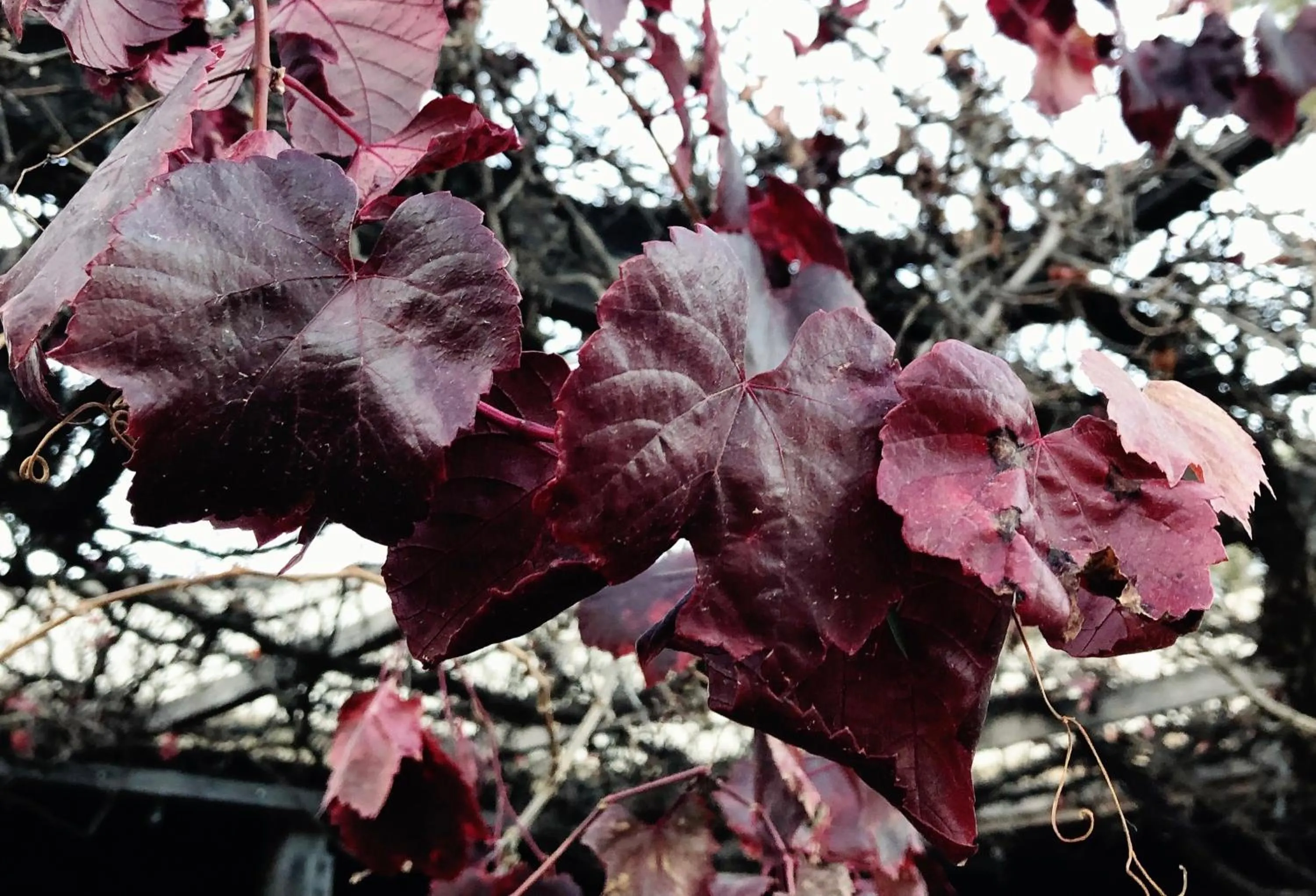 Pieter van Gent Winery & Vineyard