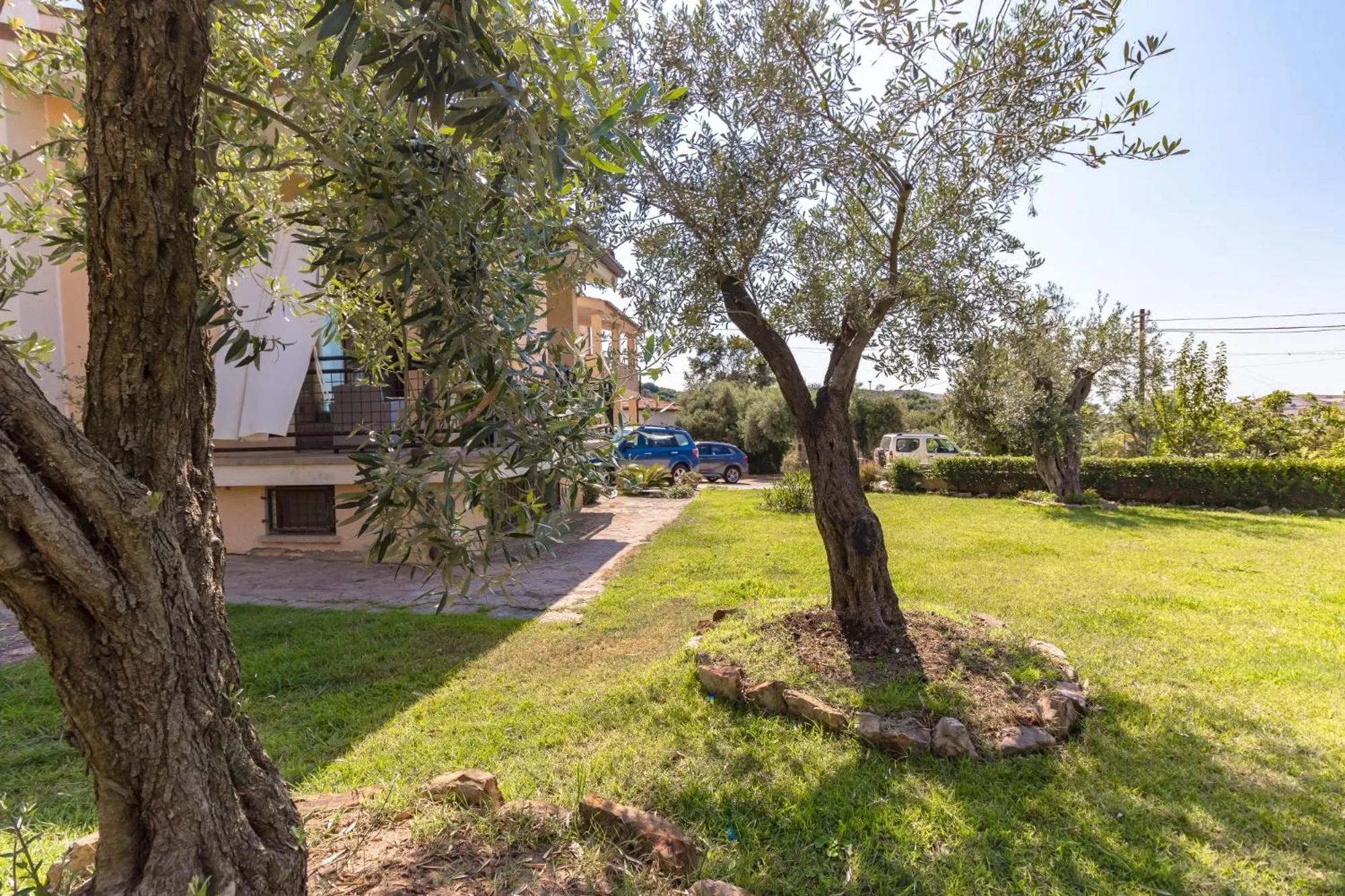 Il giardino degli ulivi