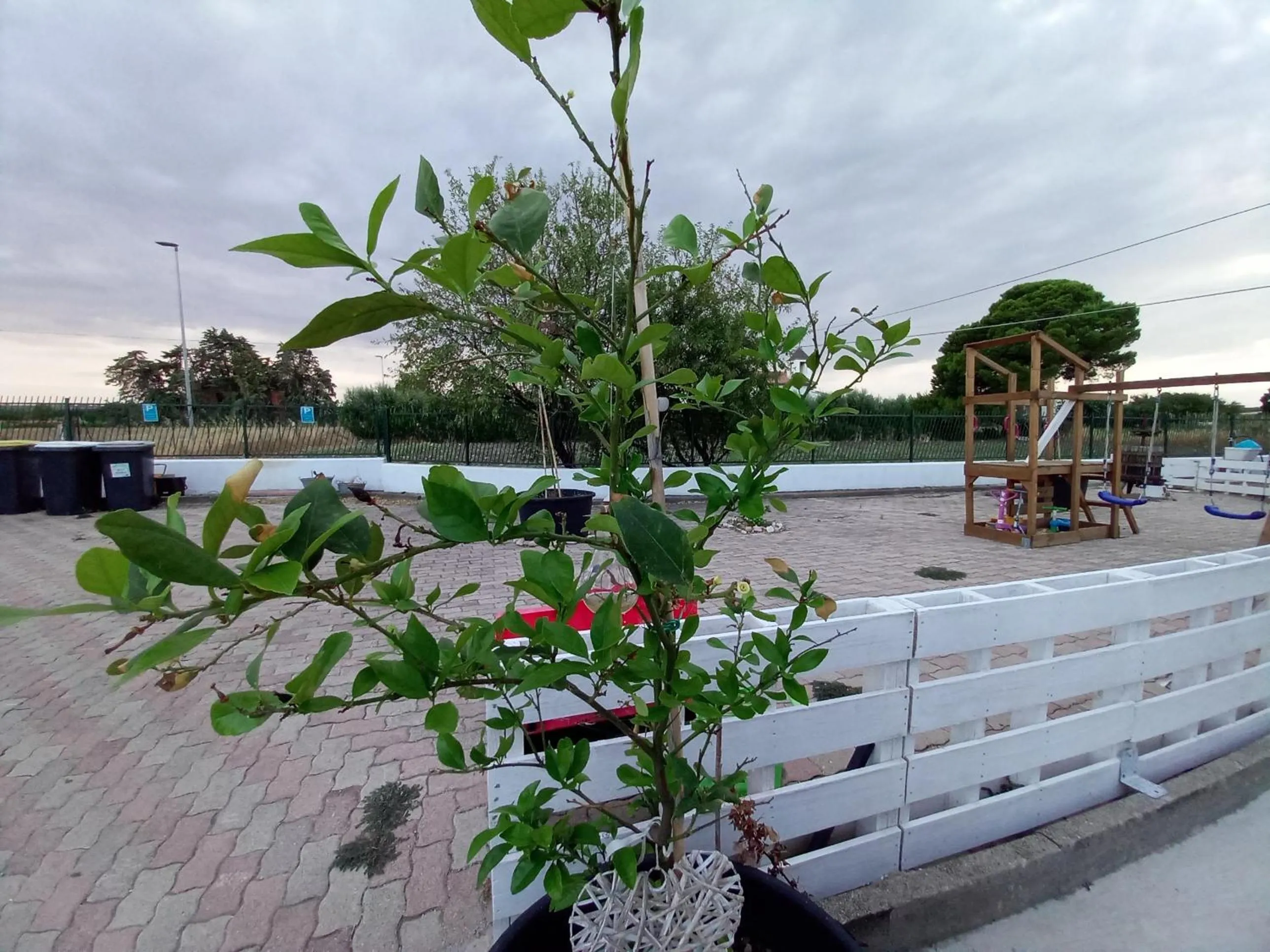 Garden in B&B IRIS COTTAGE