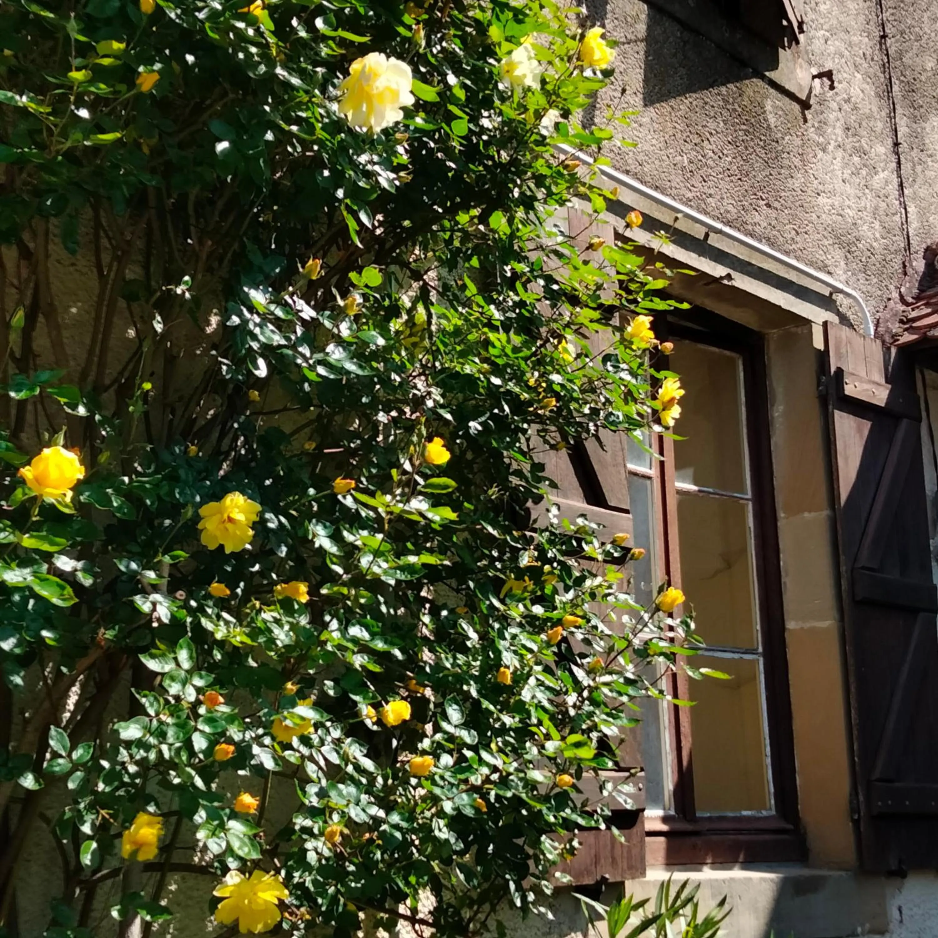 La Maison du Notaire - Chambre d'Hôtes - Huisdieren welkom